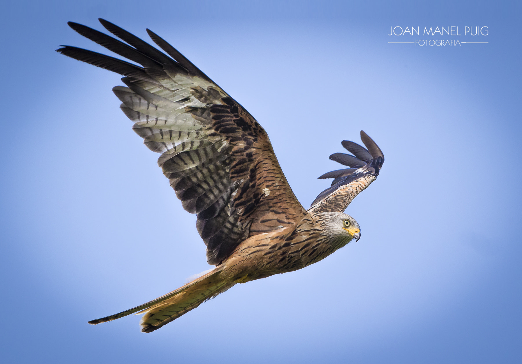 Canon EF 300mm F2.8L IS II USM sample photo. Flying a kite photography