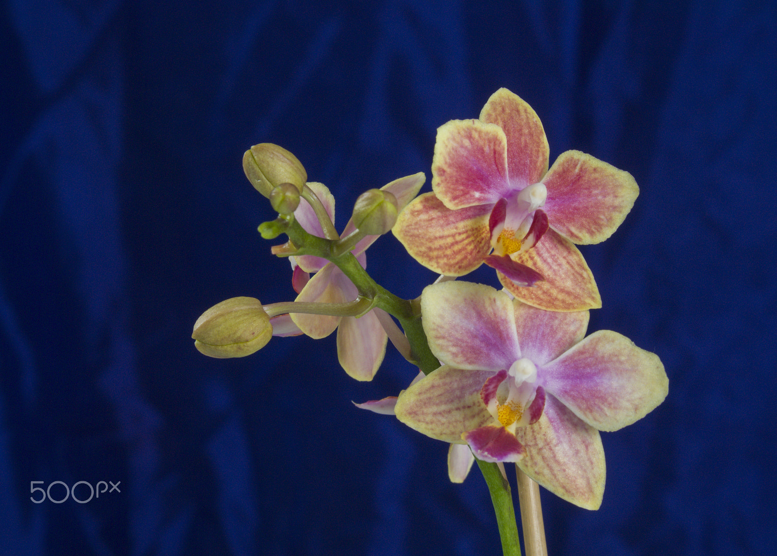 Nikon D300 + AF Zoom-Nikkor 35-70mm f/2.8D sample photo. Beautiful orchid flower in bloom photography