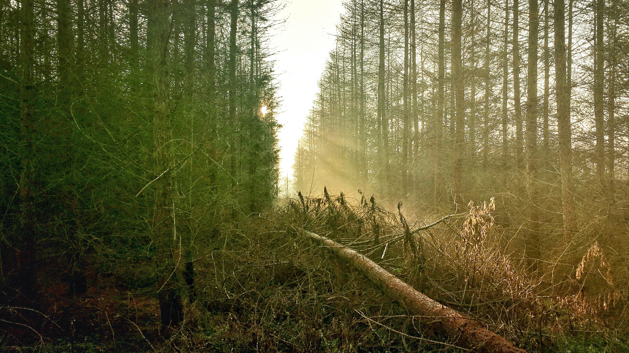 Jag.gr 645 PRO Mk III for iOS sample photo. A tree had fallen over in the forest photography