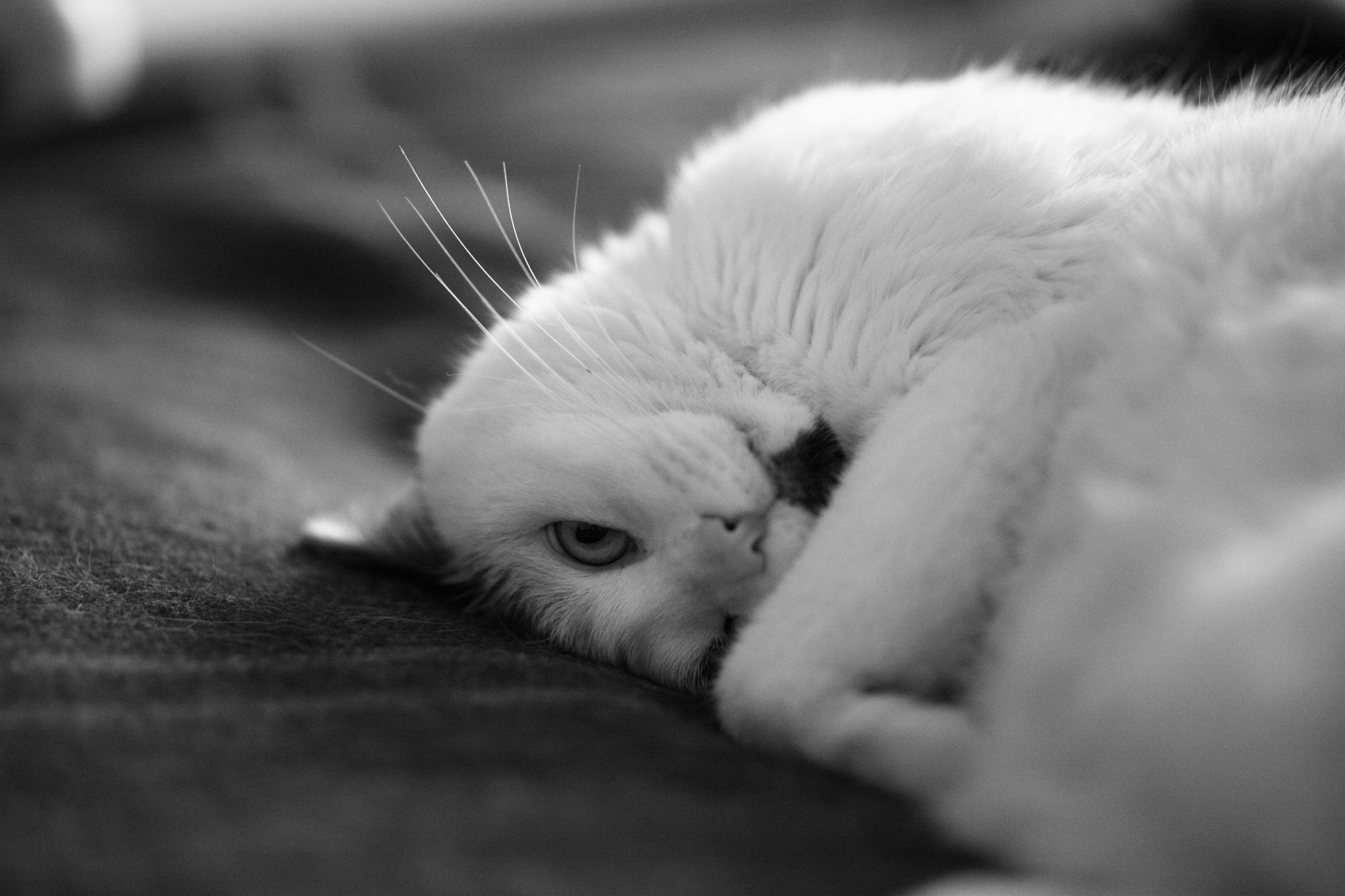 Canon EOS 5D + Canon EF 100mm F2.0 USM sample photo. Sleeping with attention photography
