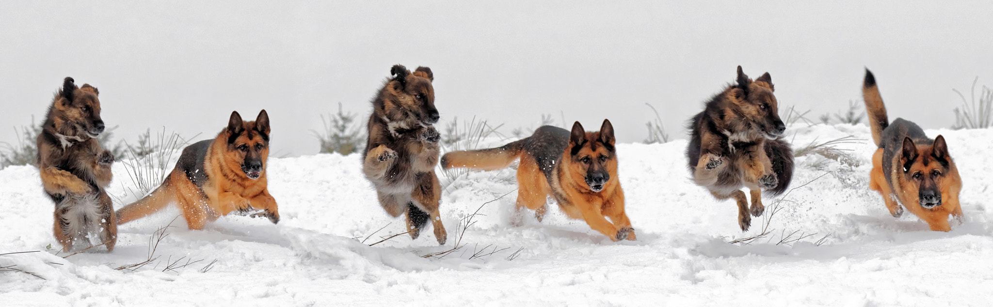 Nikon D4S sample photo. Snow run photography