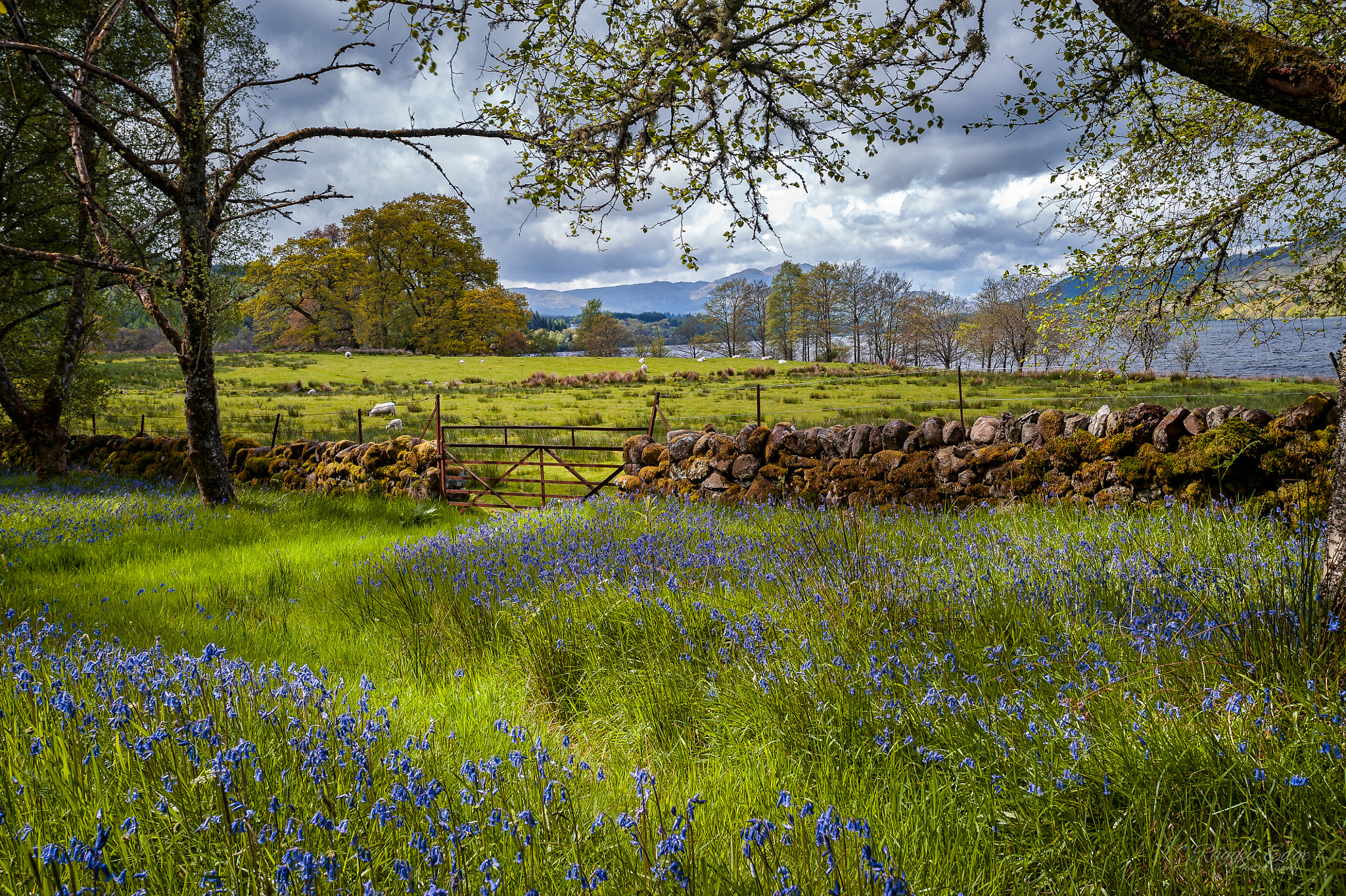 Nikon AF-S Nikkor 17-35mm F2.8D ED-IF sample photo. Woodland view photography