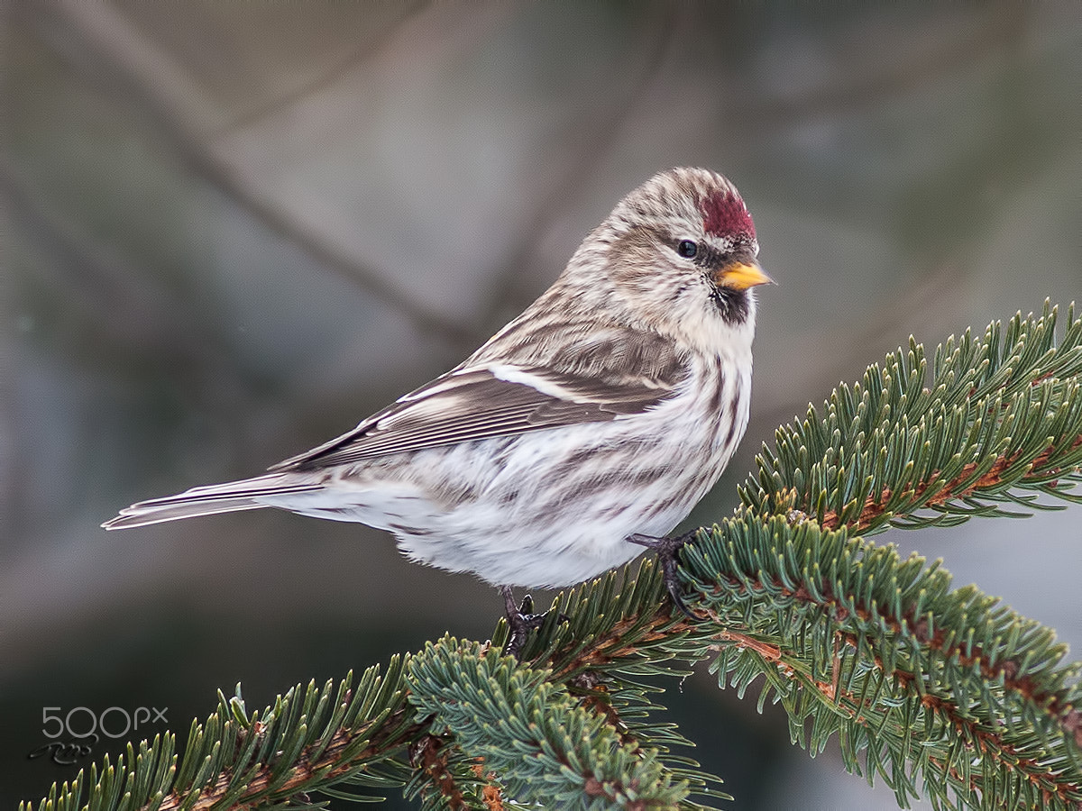 Canon EOS 40D + Canon EF 400mm F5.6L USM sample photo. Common redpoll photography