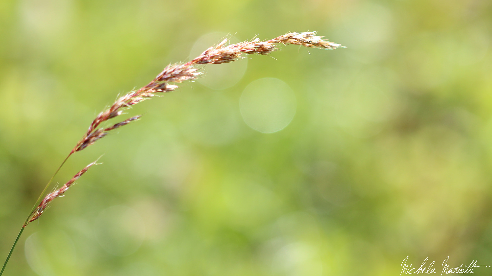 Canon EOS 600D (Rebel EOS T3i / EOS Kiss X5) + Canon EF 100mm F2.8 Macro USM sample photo. Sheaf of wheat photography