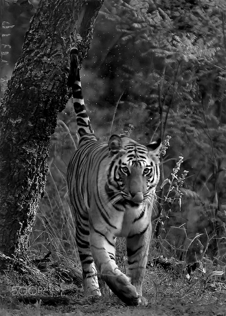 Sigma 50-500mm F4.5-6.3 DG OS HSM sample photo. The morning ritual photography