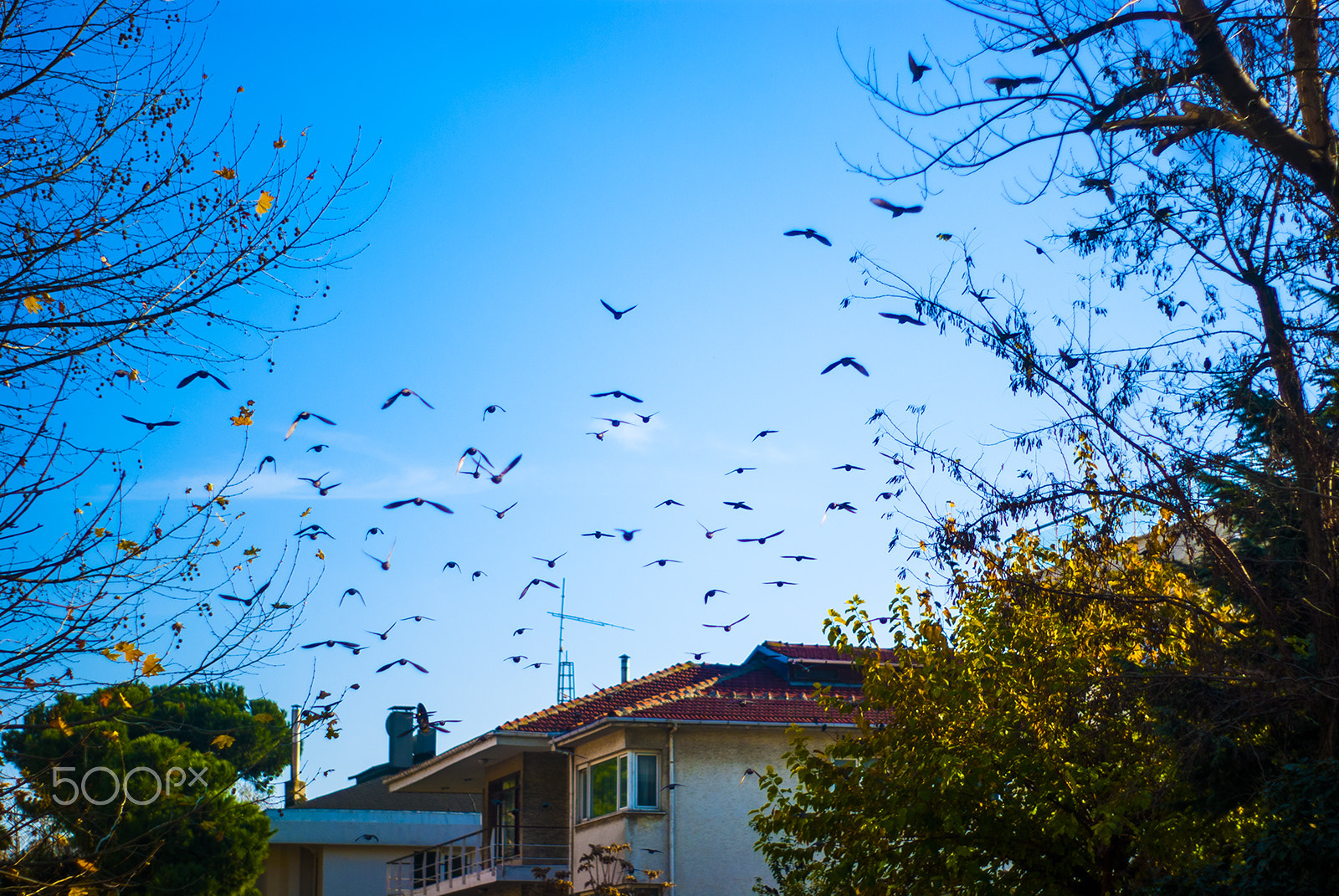 Sony Alpha DSLR-A230 + Minolta AF 50mm F1.7 sample photo. Birds! photography