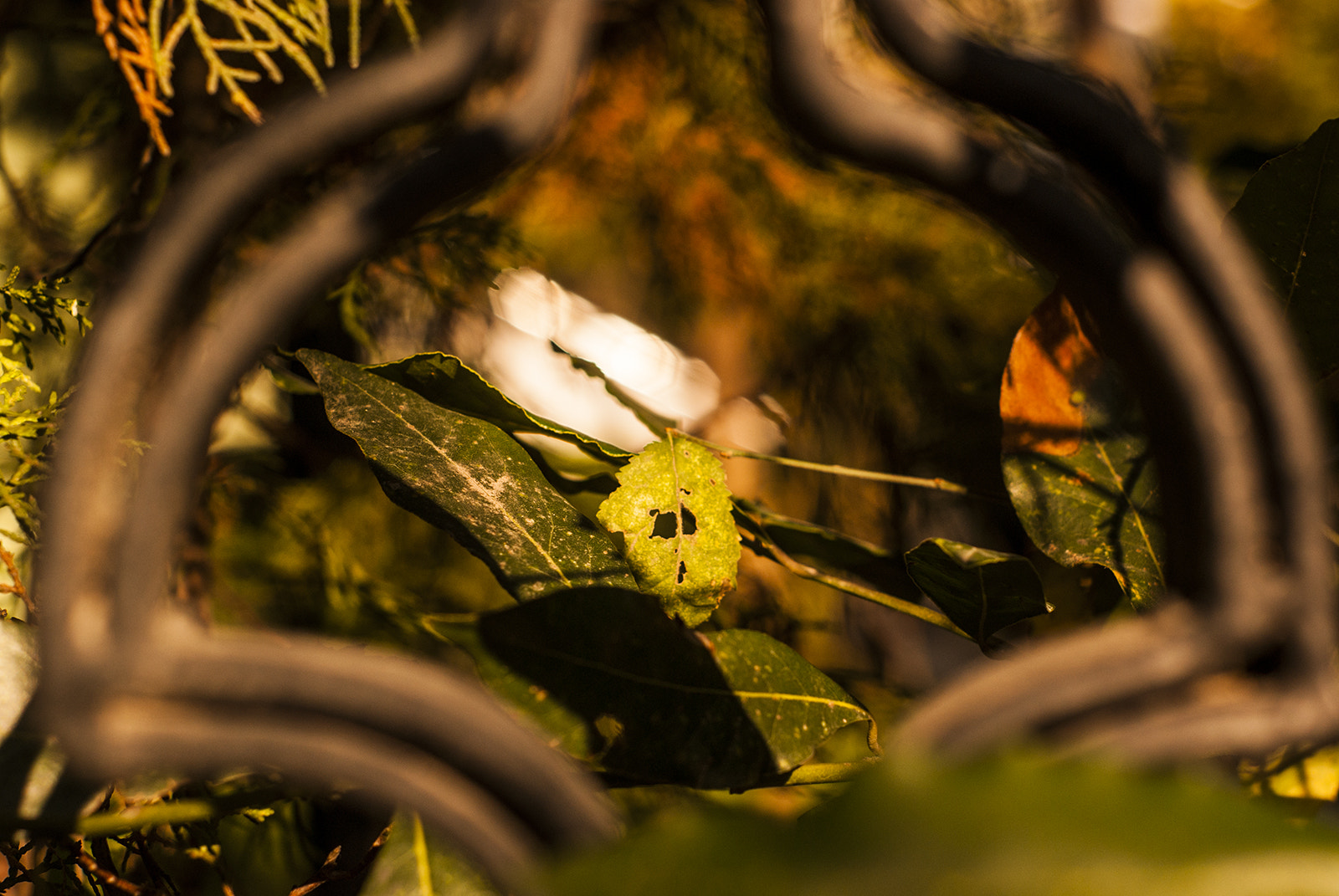 Sony Alpha DSLR-A230 + Minolta AF 50mm F1.7 sample photo. Face of nature photography