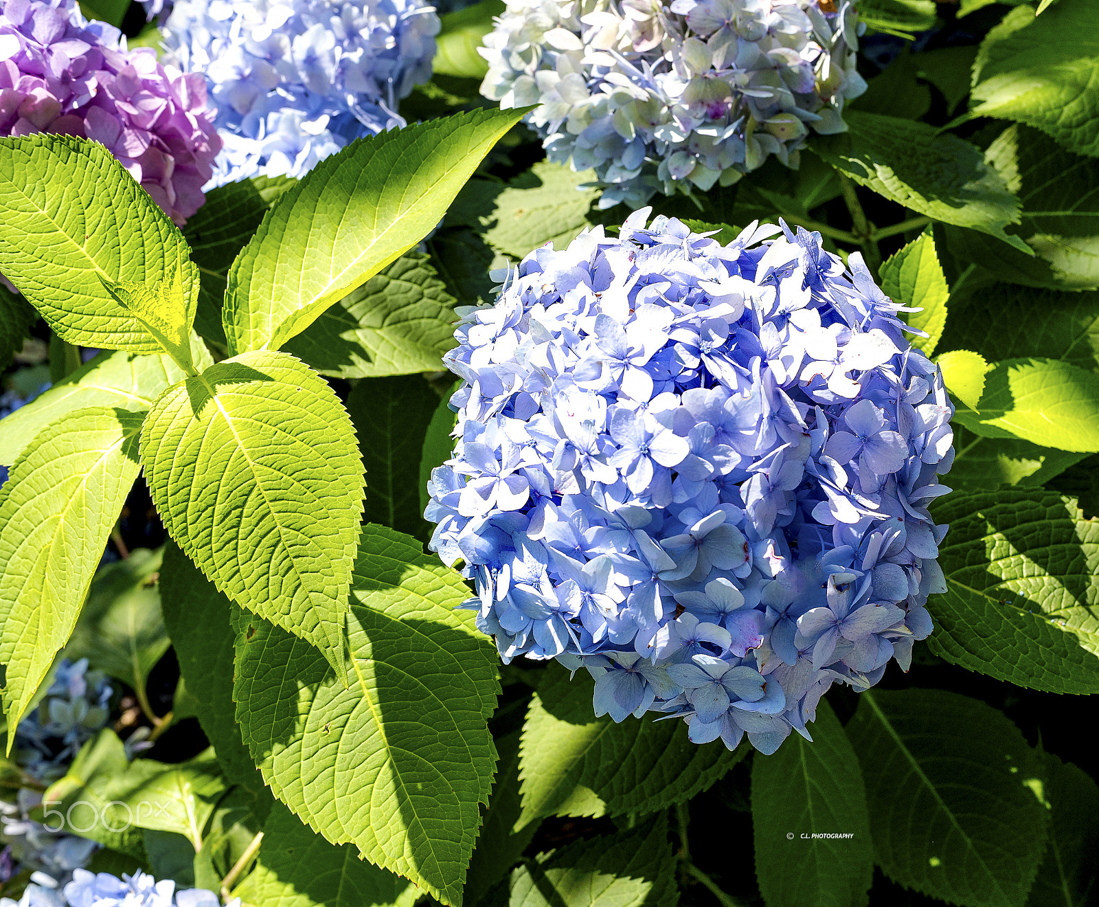 ZEISS Planar T* 50mm F1.4 sample photo. Hydrangeas in full bloom photography