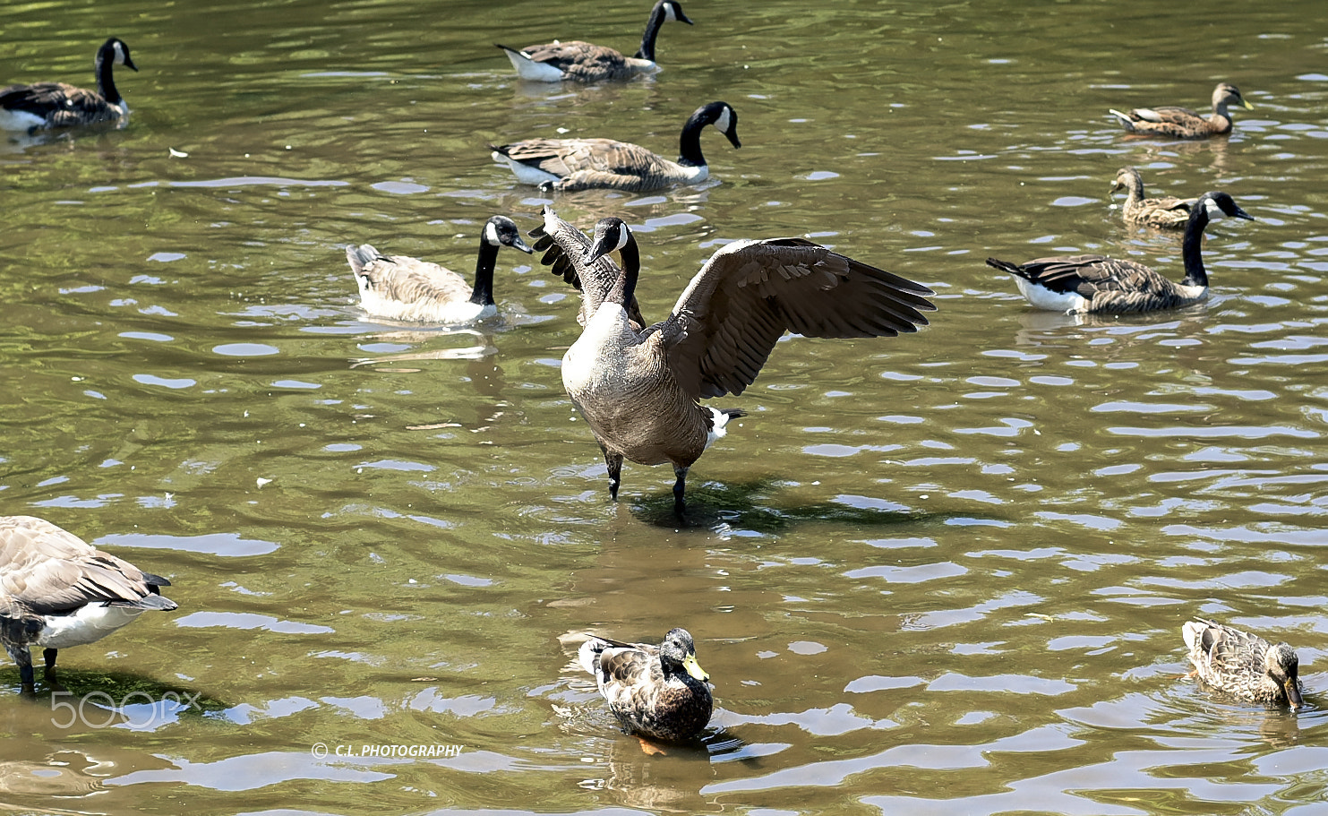ZEISS Planar T* 50mm F1.4 sample photo. I am in charge photography
