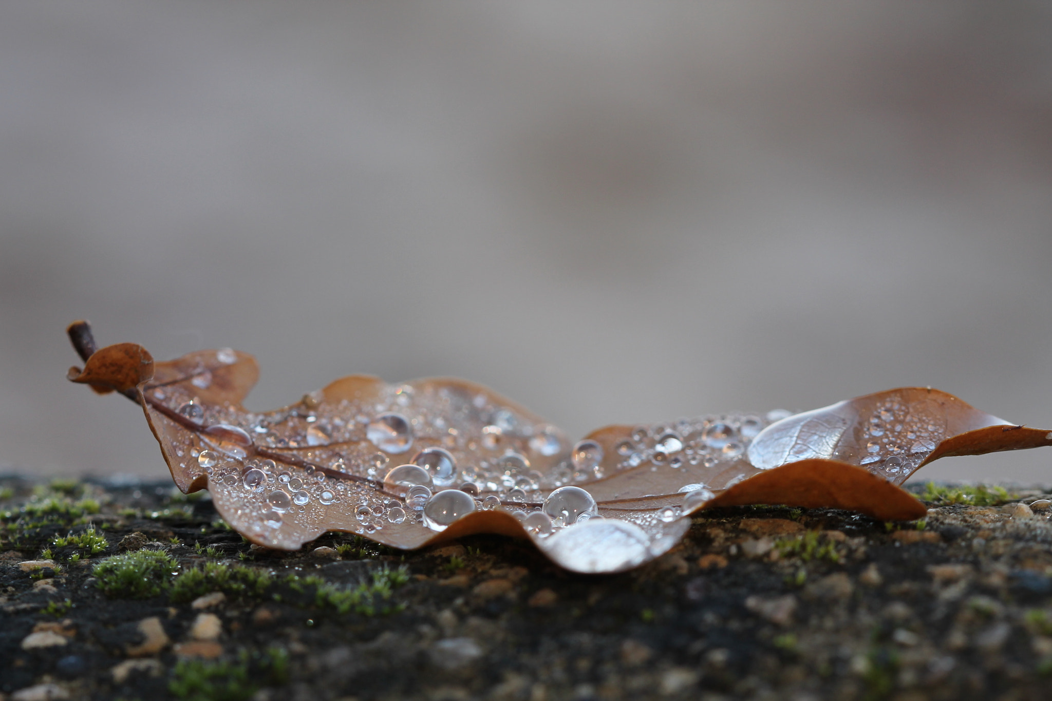 Canon EOS 1100D (EOS Rebel T3 / EOS Kiss X50) + Canon EF 100mm F2.8 Macro USM sample photo. Natural dewdrop photography