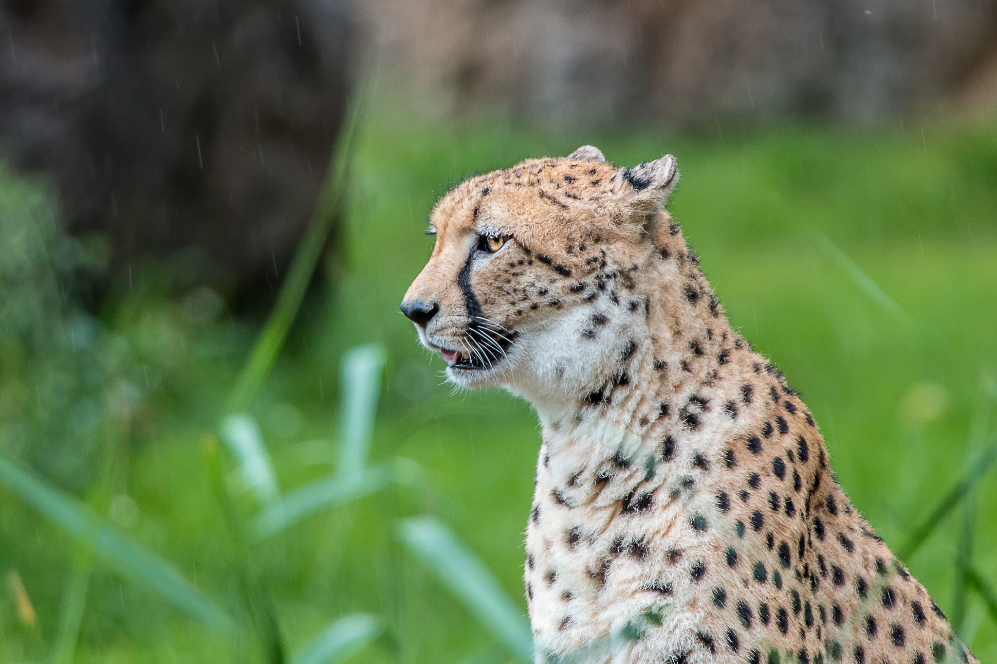 Canon EF 70-200mm F2.8L IS II USM sample photo. Cheetah in the rain photography