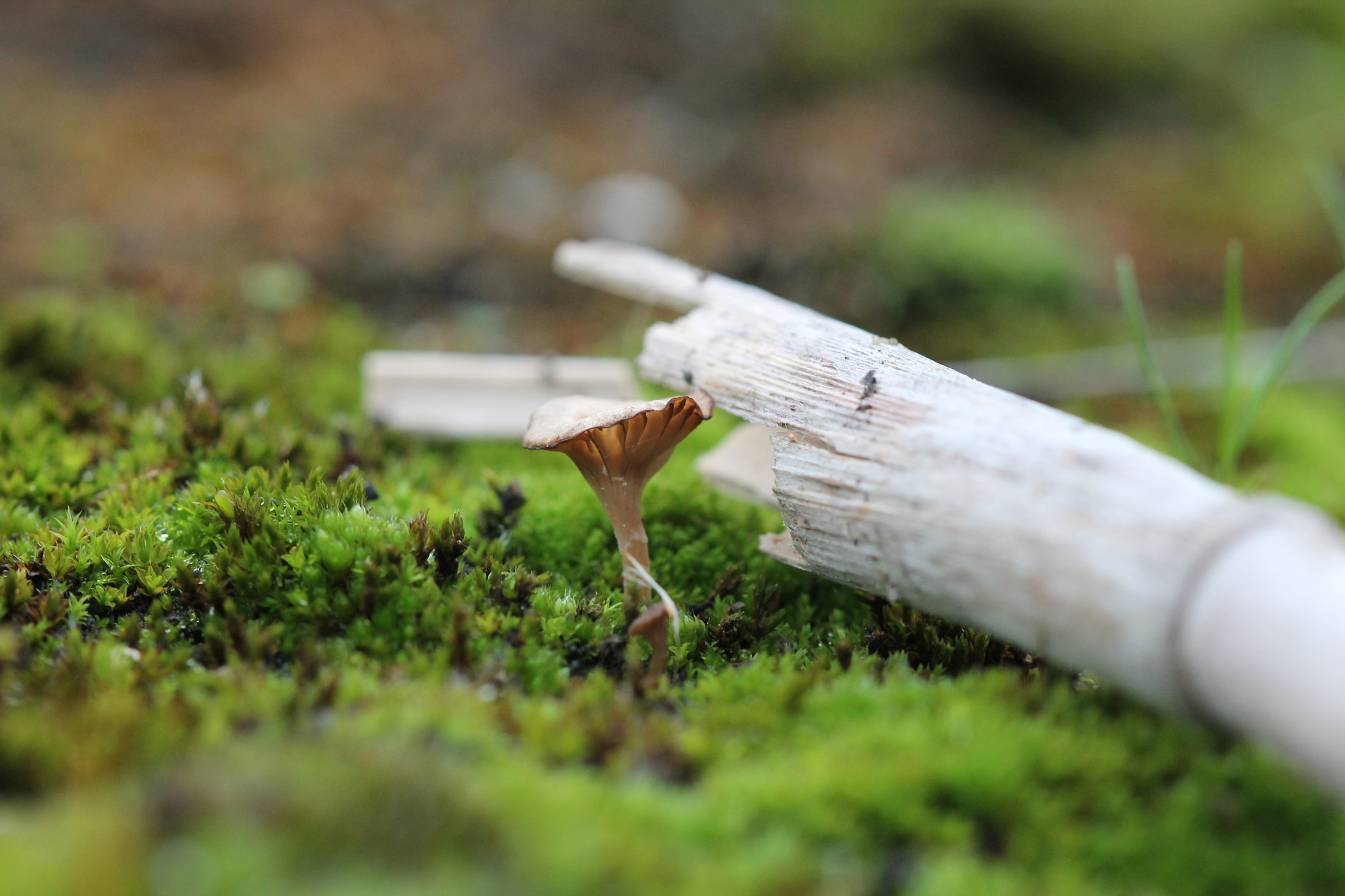 Canon EOS 1100D (EOS Rebel T3 / EOS Kiss X50) + Canon EF 100mm F2.8 Macro USM sample photo. Like a tree on mosses photography