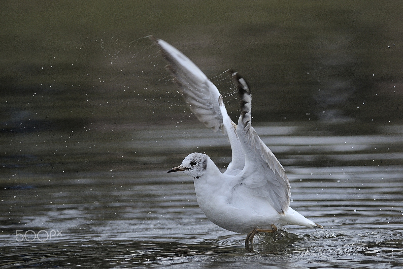 Nikon AF-S Nikkor 300mm F2.8G ED VR II sample photo. Bird landing in the water photography