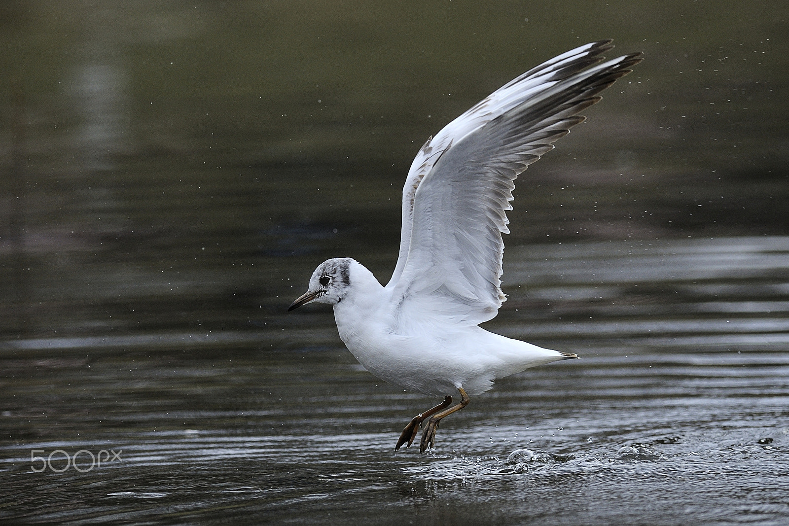 Nikon AF-S Nikkor 300mm F2.8G ED VR II sample photo. Bird in the water photography