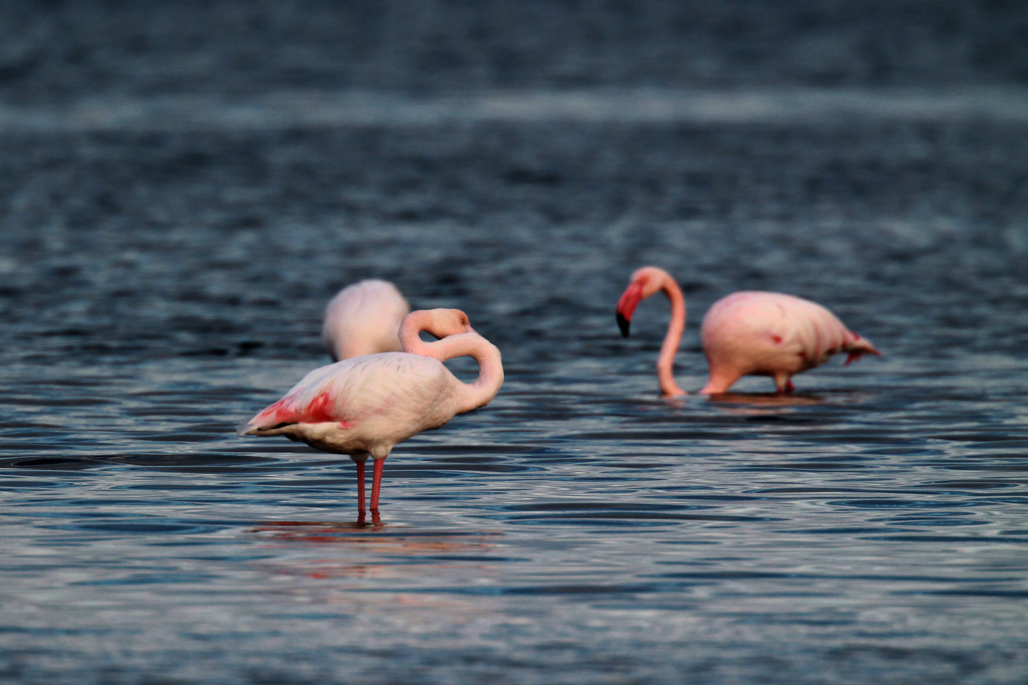 Canon EF 500mm F4L IS USM sample photo