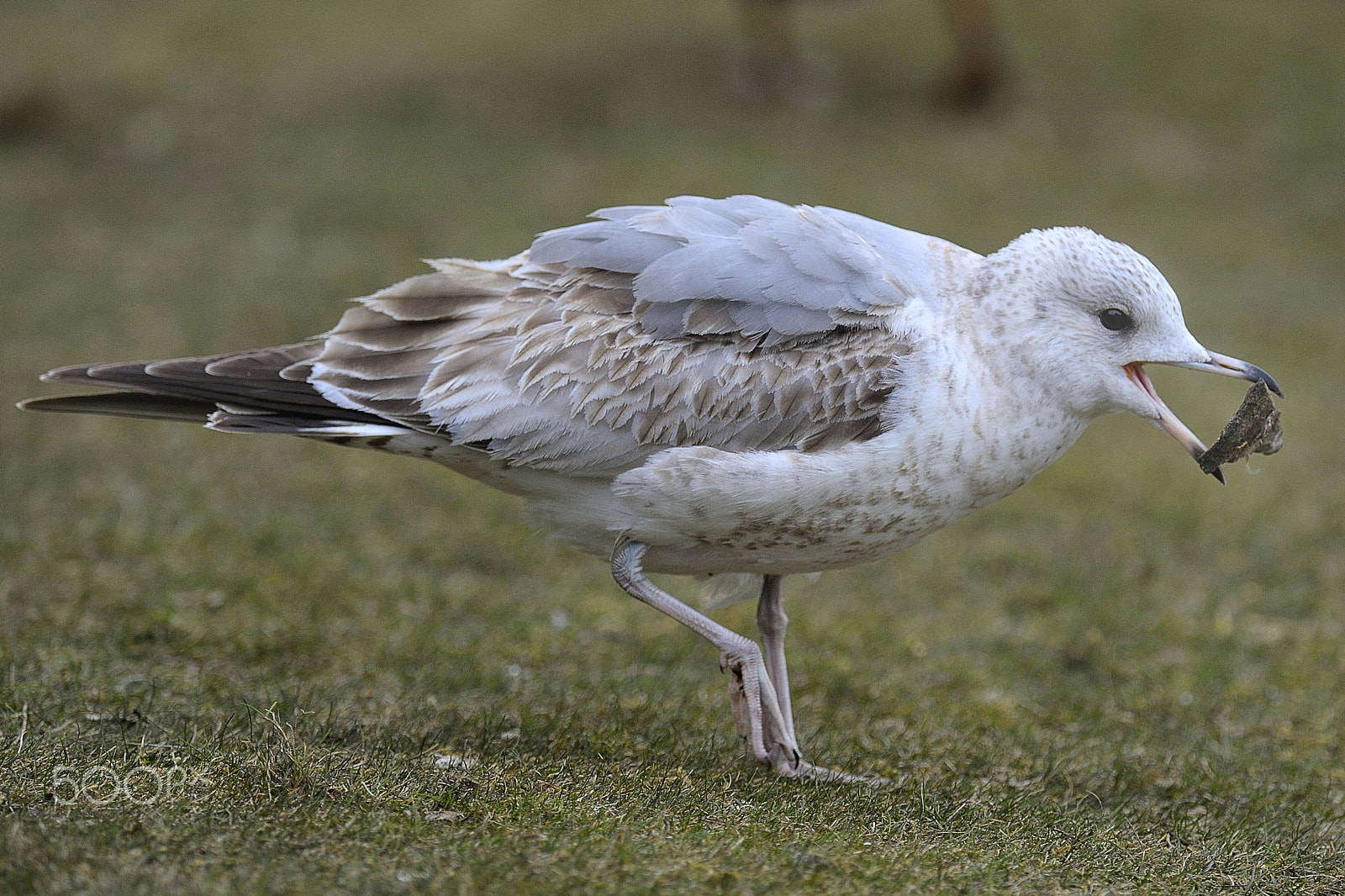 Nikon AF-S Nikkor 300mm F2.8G ED VR II sample photo. Bird playing photography