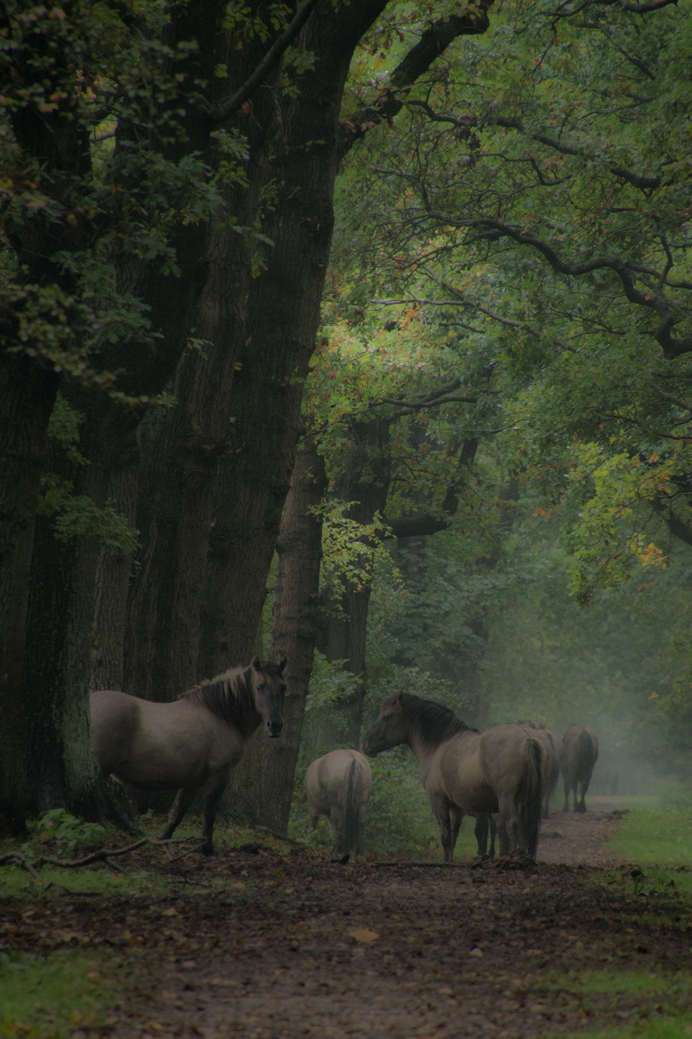 Tamron 16-300mm F3.5-6.3 Di II VC PZD Macro sample photo. Wild horses could not... photography