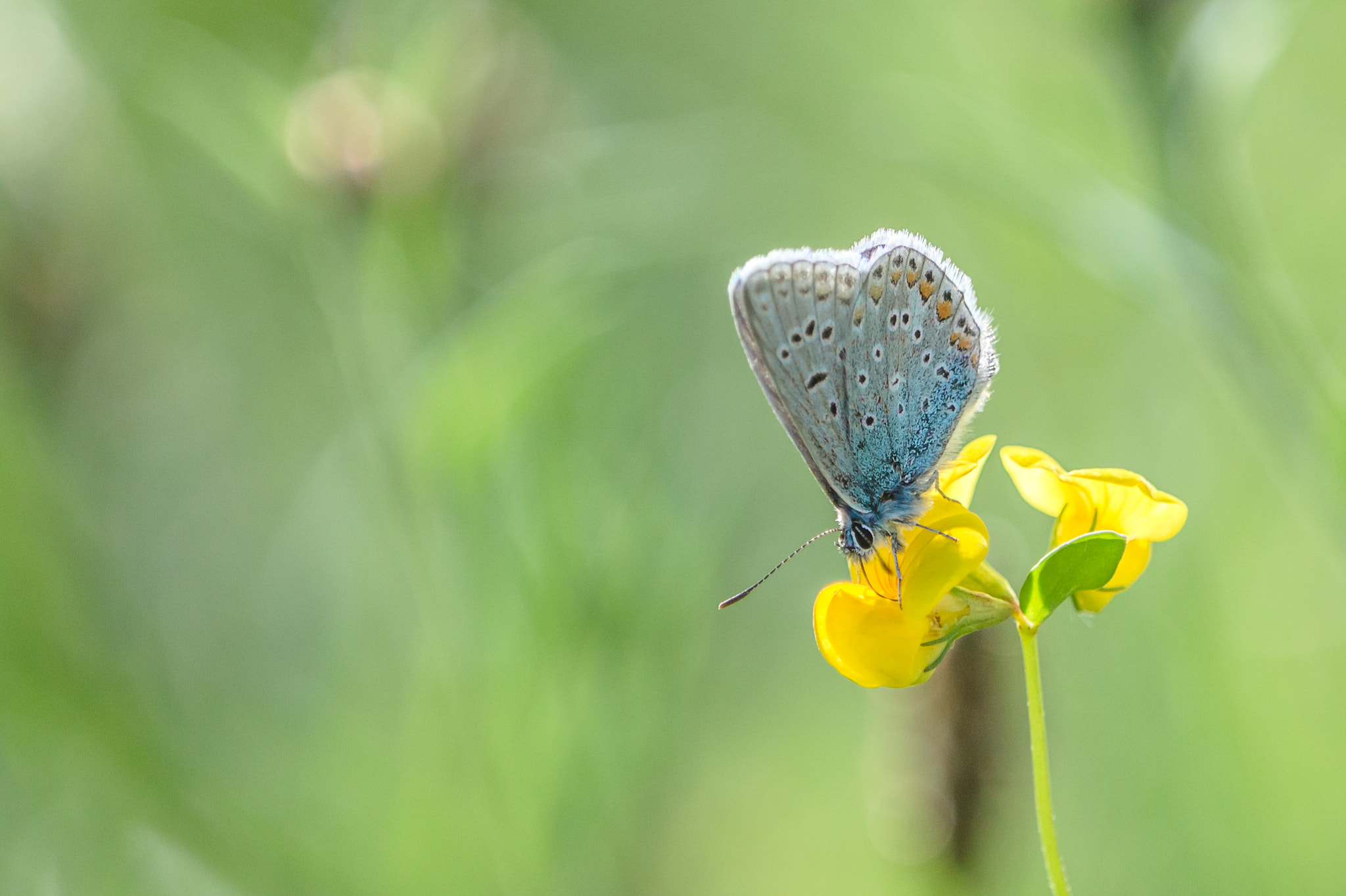 Canon EF 70-200mm F2.8L IS II USM sample photo. Butterfly photography