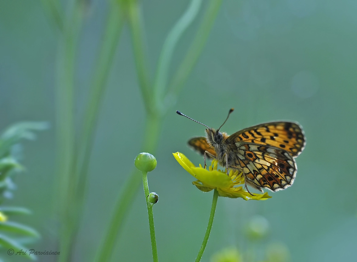 Sigma 150mm F2.8 EX DG OS Macro HSM sample photo. Small pearl-bordered fritillary photography