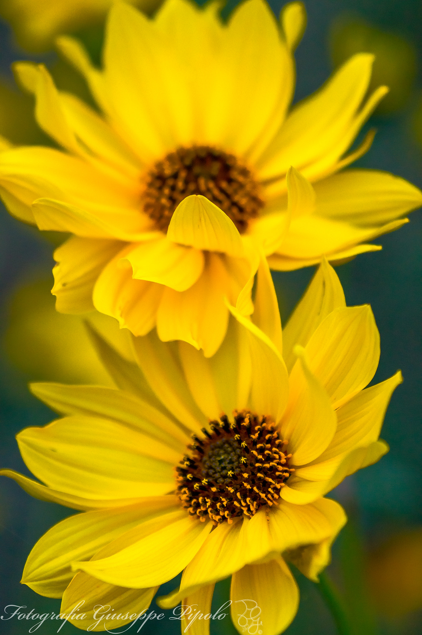 Sony SLT-A55 (SLT-A55V) + Tamron SP AF 90mm F2.8 Di Macro sample photo. Margherite gialle photography