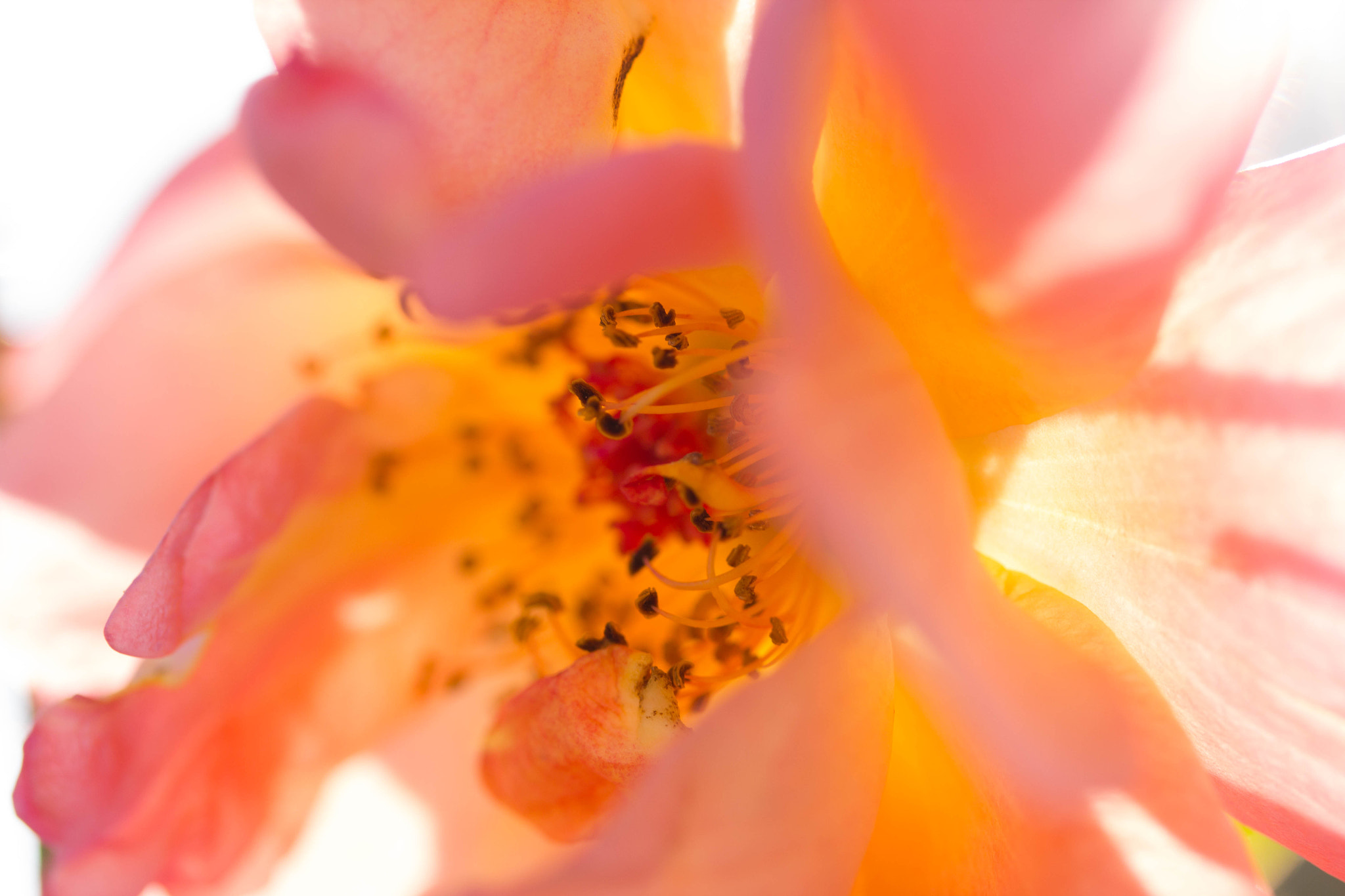 Canon EF-S 60mm F2.8 Macro USM sample photo. Light petals photography