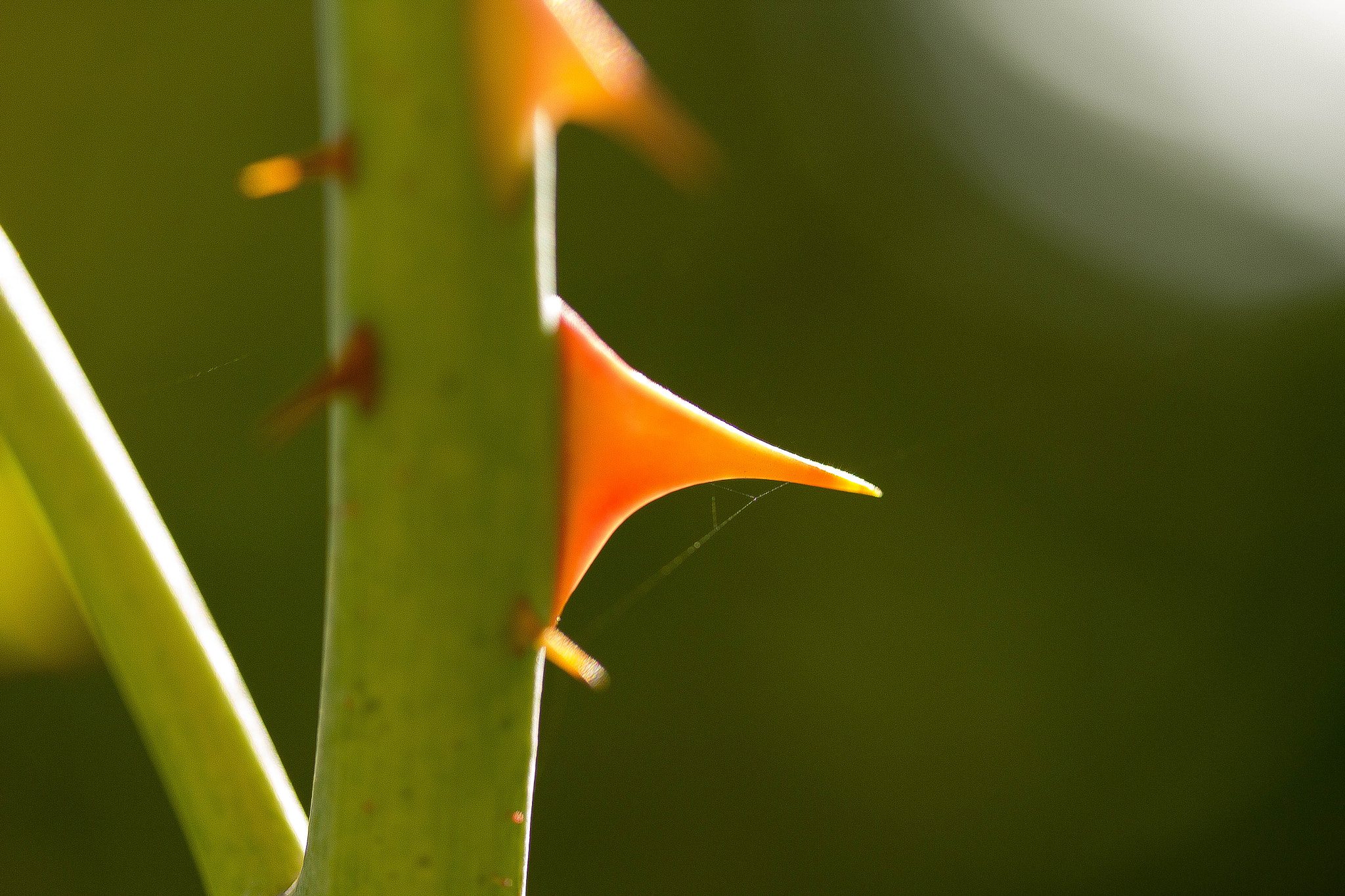 Canon EF-S 60mm F2.8 Macro USM sample photo. Spidery thorn photography
