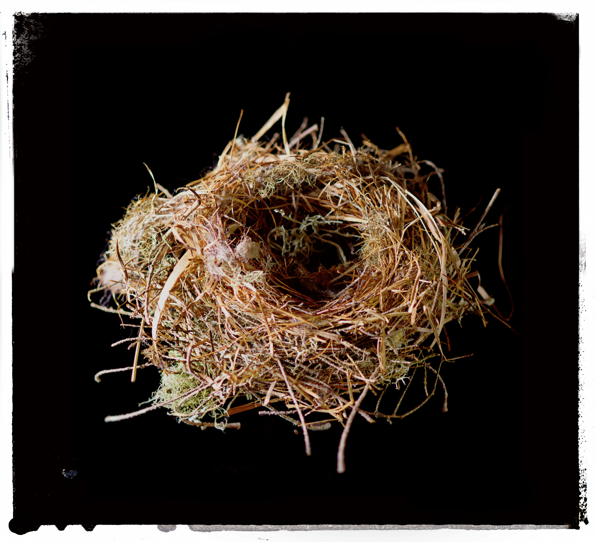 Nikon D810 + AF Nikkor 50mm f/1.8 sample photo. Bird nest photography