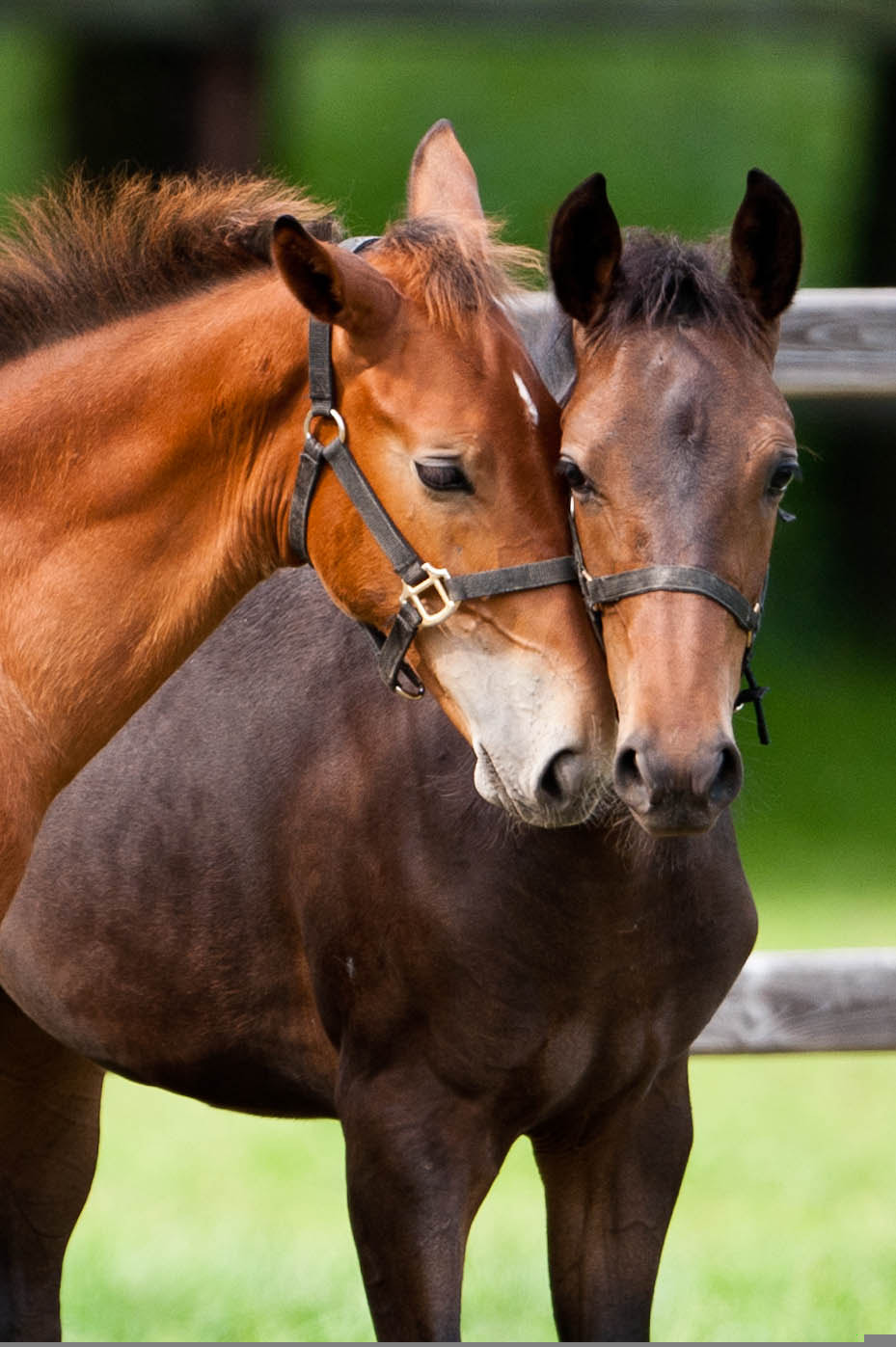 Nikon D700 + Nikon AF-S Nikkor 600mm F4G ED VR sample photo. Cozy horses photography