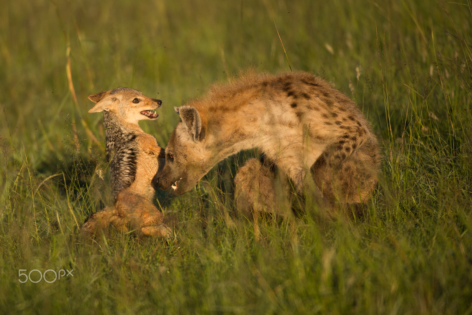 Nikon D4 sample photo. Hyena vs jackal photography