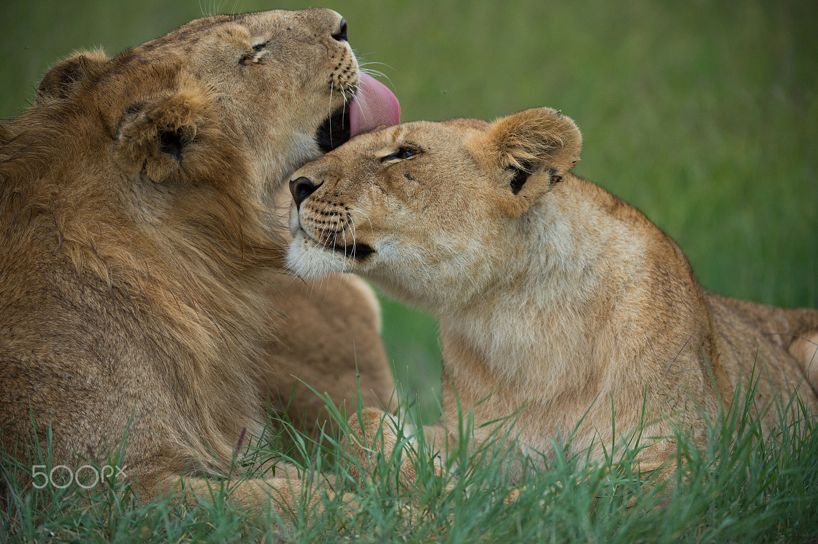 Nikon D4 sample photo. Lions bonding photography