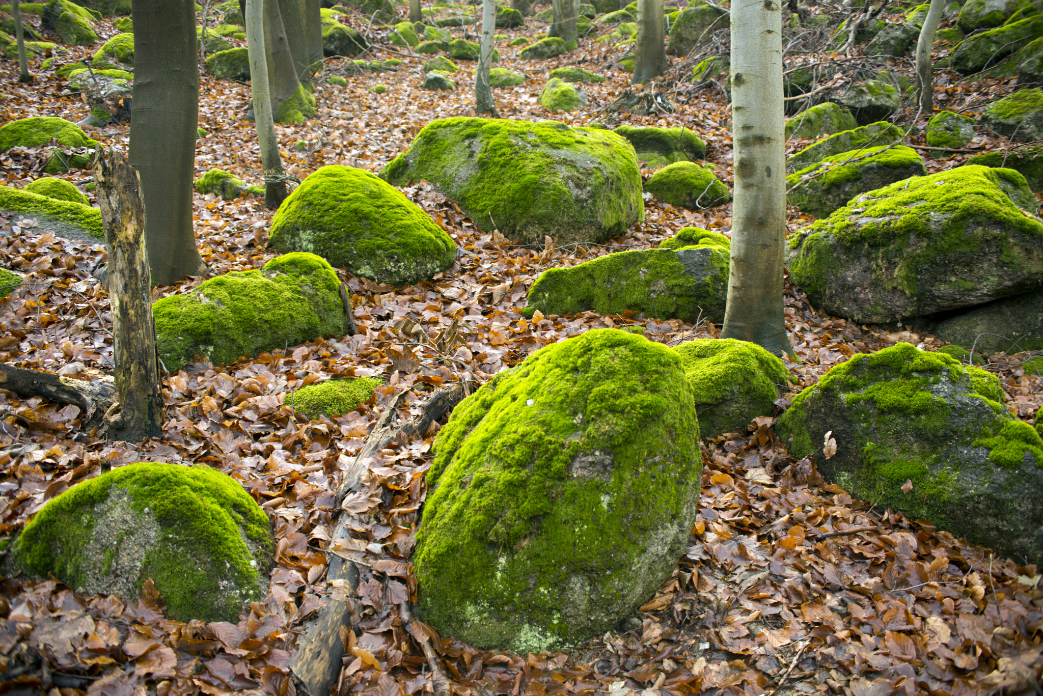 AF Zoom-Nikkor 35-135mm f/3.5-4.5 N sample photo. Autumn photography