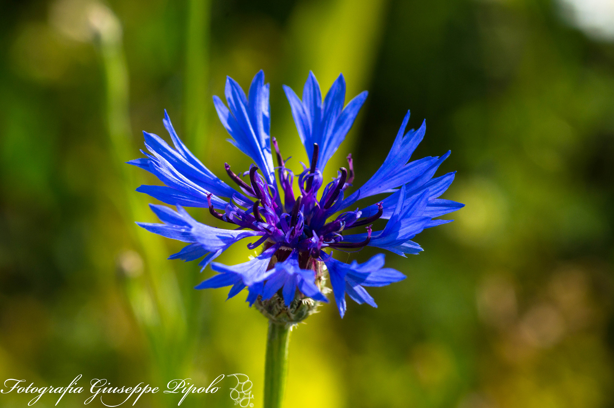 Sony SLT-A55 (SLT-A55V) + Tamron SP AF 90mm F2.8 Di Macro sample photo. Cyanus segetum photography