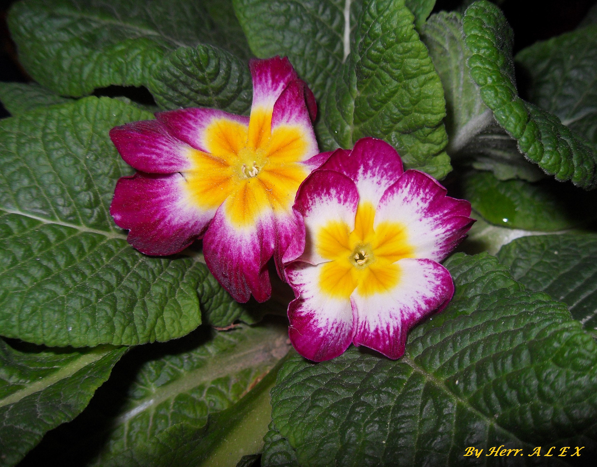 Samsung PL60 / VLUU PL60 /  SL420 sample photo. Twins photography