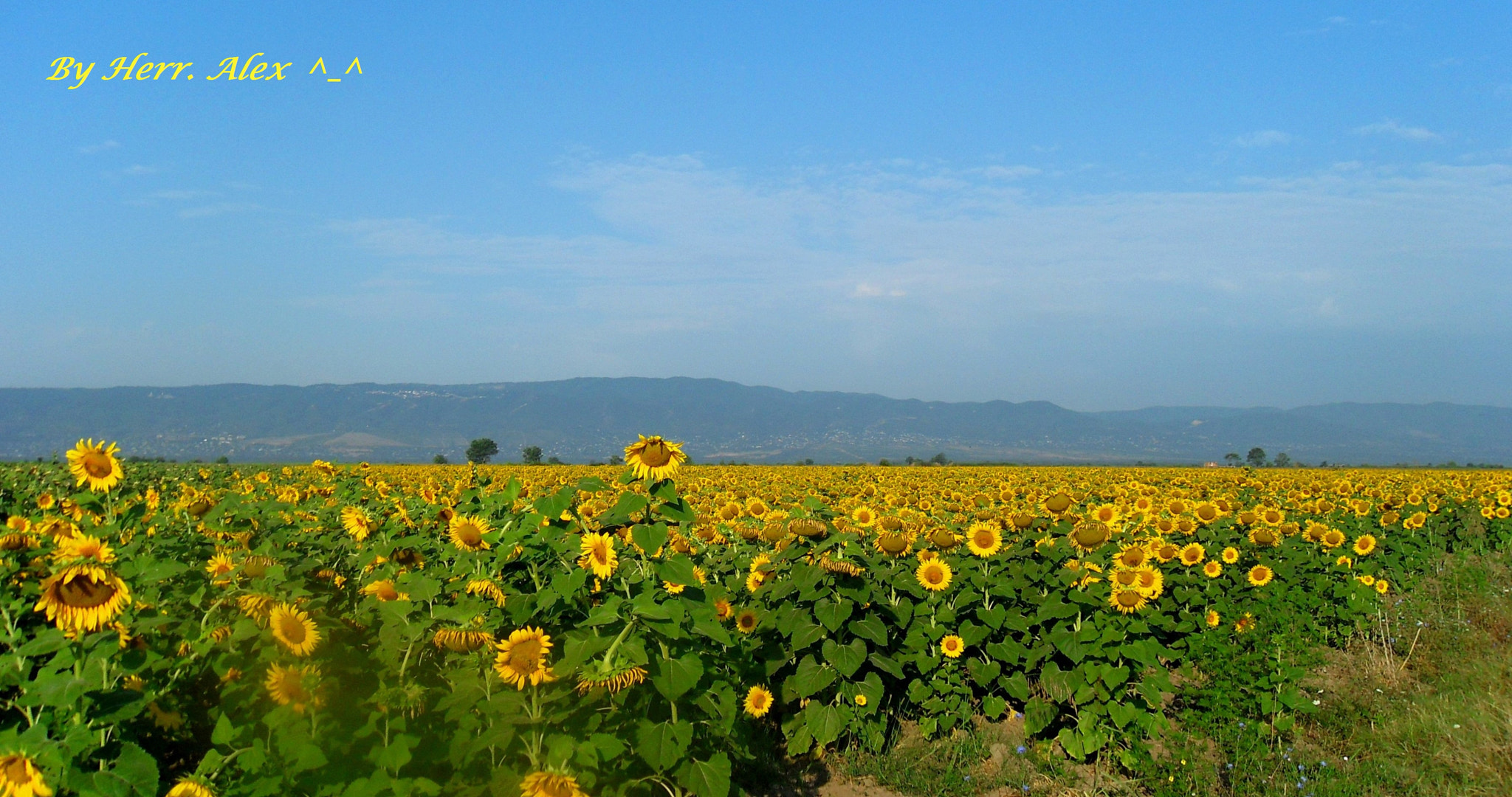 Samsung PL60 / VLUU PL60 /  SL420 sample photo. "sun's flowers" photography
