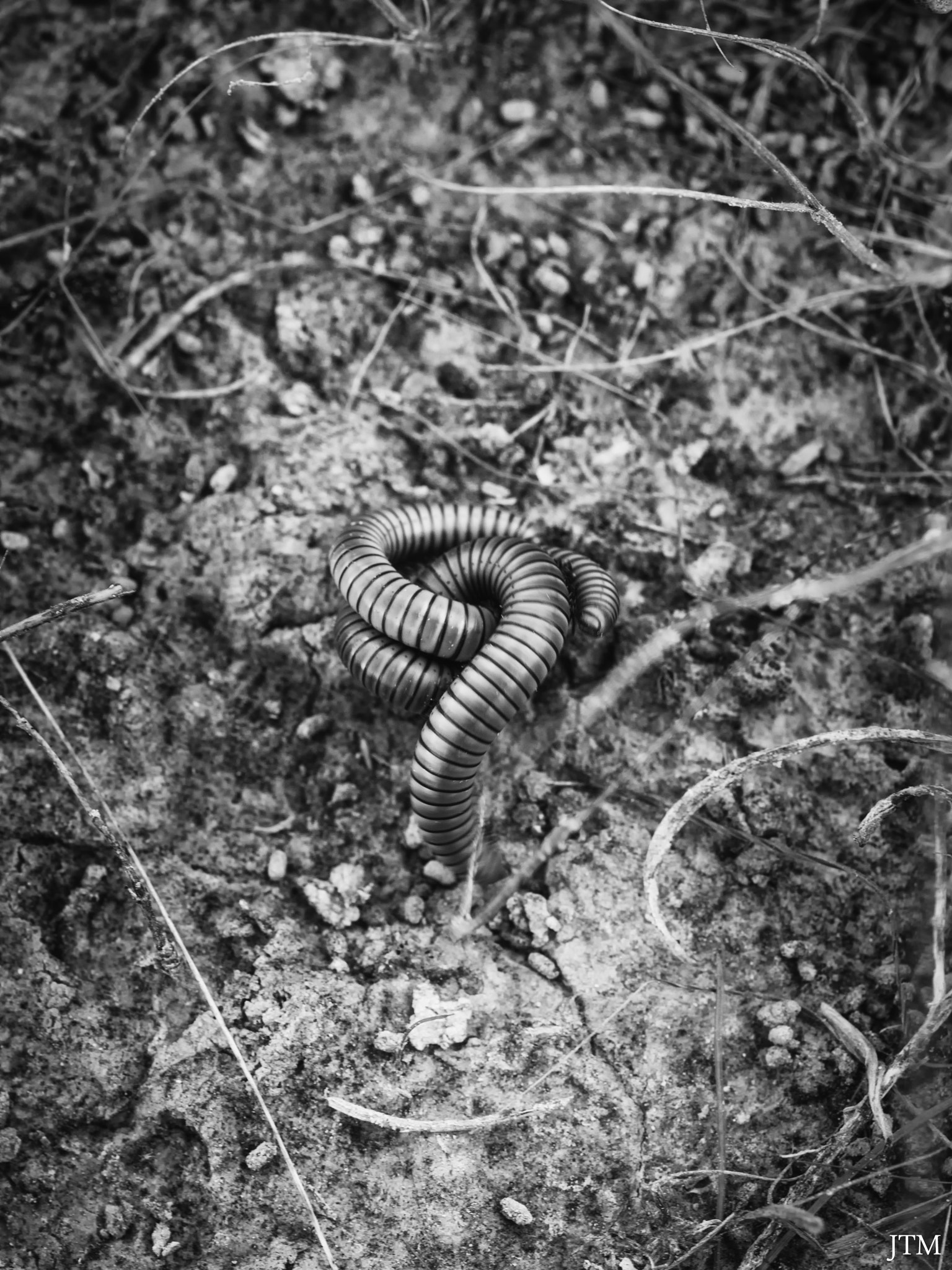 Olympus E-520 (EVOLT E-520) sample photo. Millipede love photography