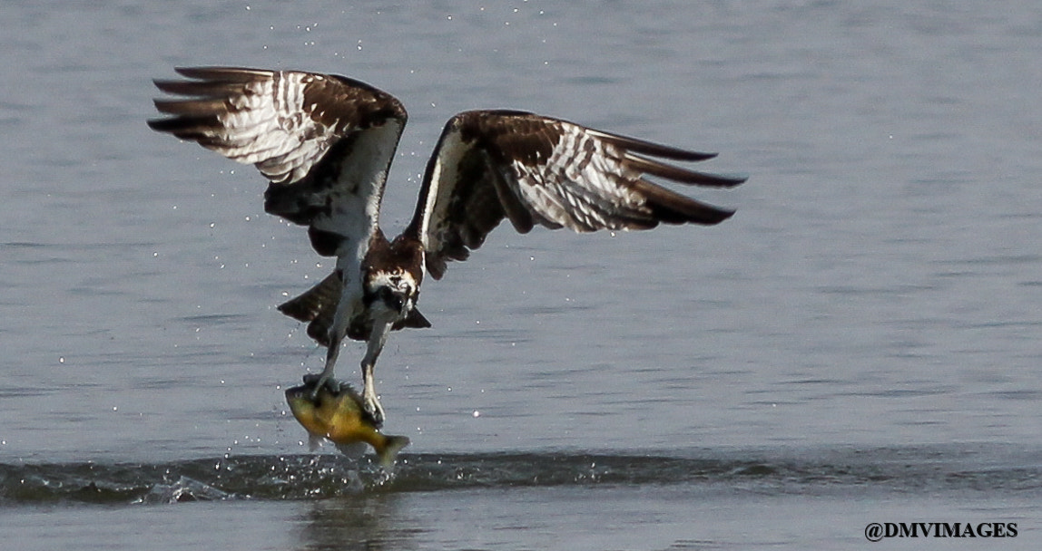 Canon EOS 600D (Rebel EOS T3i / EOS Kiss X5) + Canon EF 400mm F5.6L USM sample photo. Osprey photography