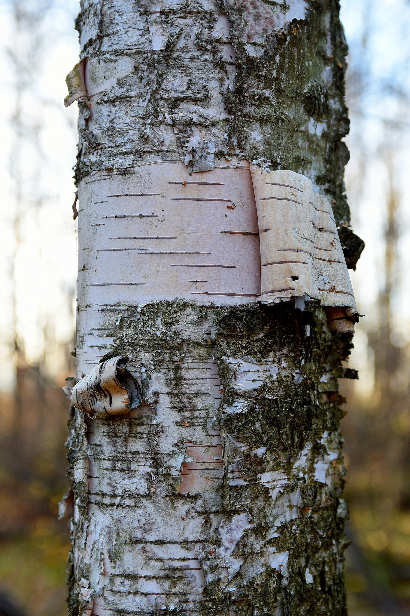 Sigma 17-50mm F2.8 EX DC OS HSM sample photo. 2015-11-06 14.44.34.jpg photography