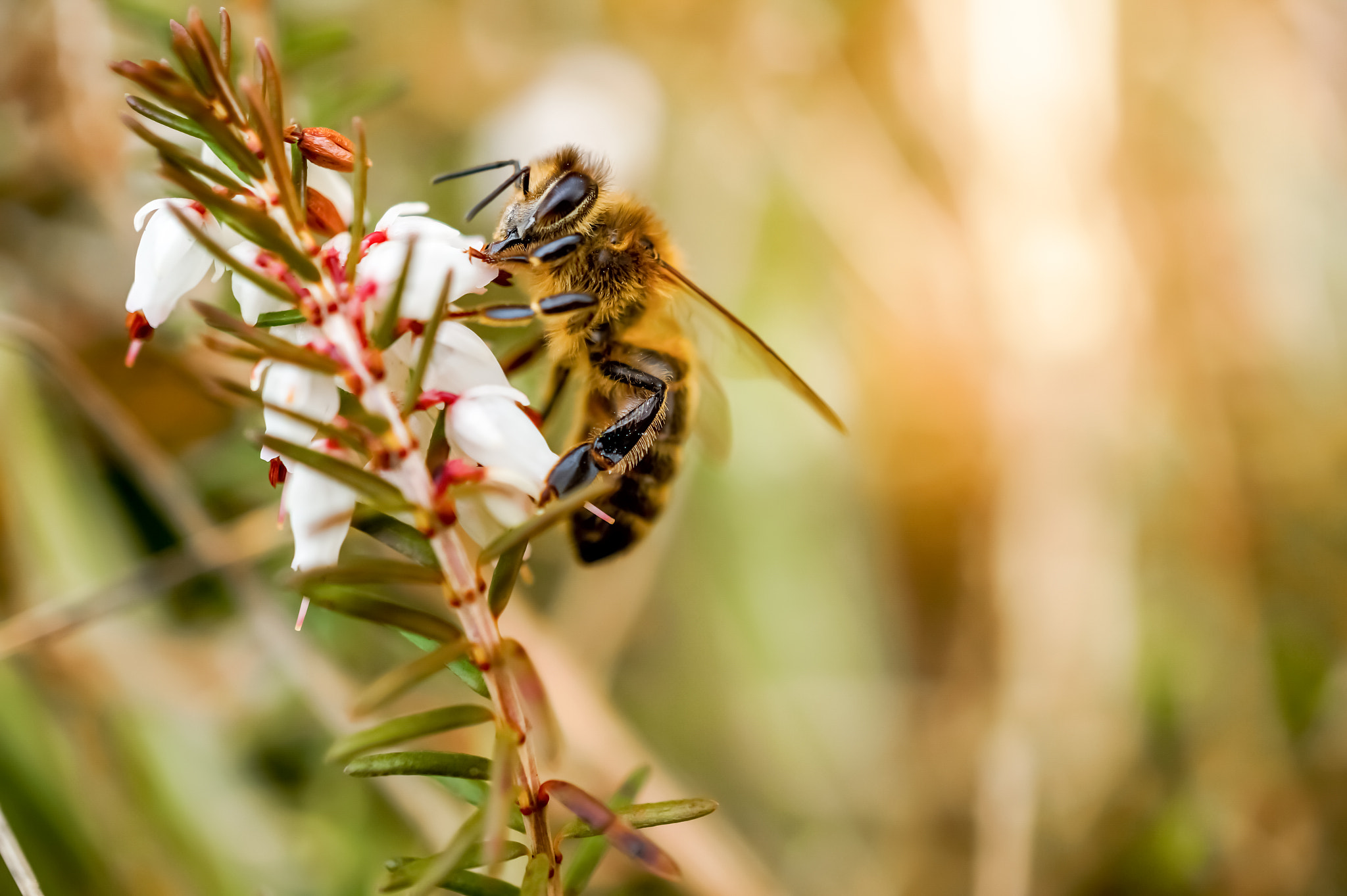 Sony Alpha a5000 (ILCE 5000) + Sony E 30mm F3.5 Macro sample photo. Honey bee photography