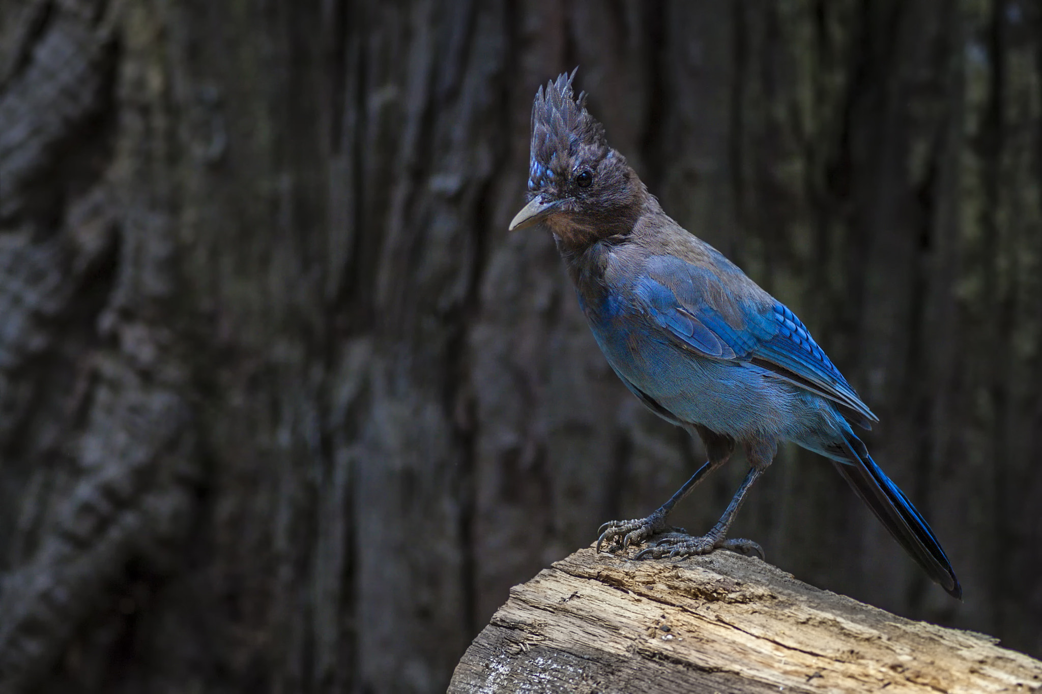 Canon EOS-1D Mark III + Canon EF 400mm F5.6L USM sample photo. Stellarjay photography