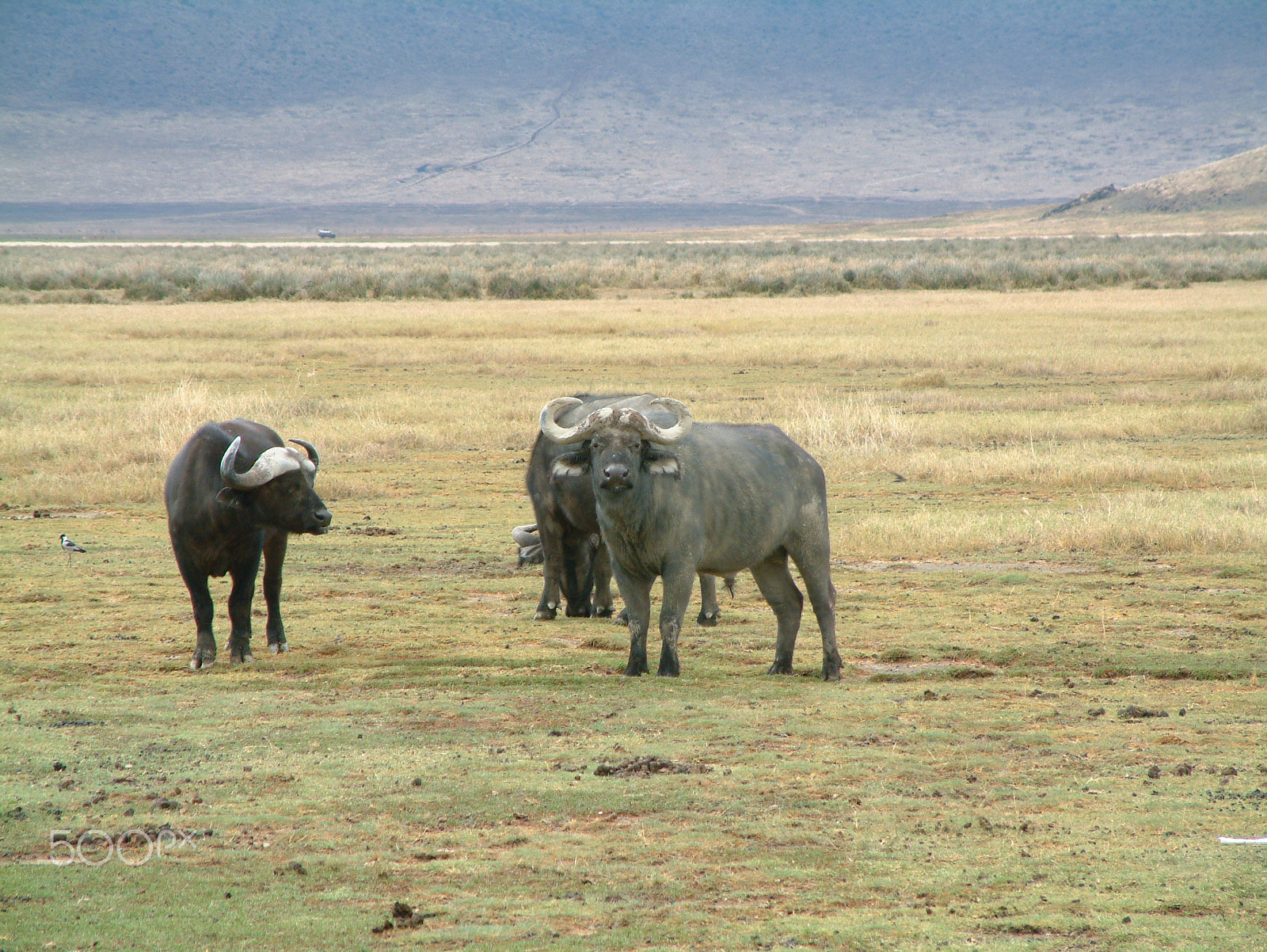 Fujifilm FinePix6900ZOOM sample photo. Buffalos in ngorongoro conservation area photography