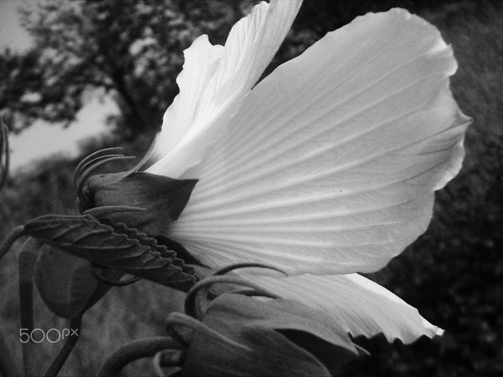 KONICA MINOLTA DiMAGE X21 sample photo. Like a flower like a poetry photography