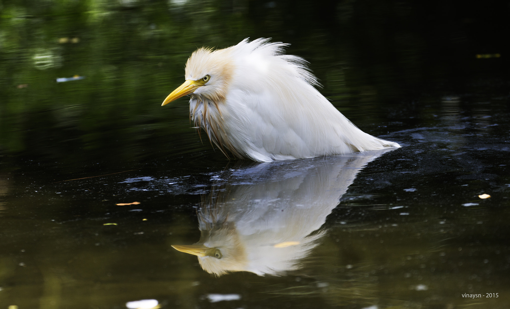 Canon EF 70-300mm F4-5.6L IS USM sample photo. Reflection photography