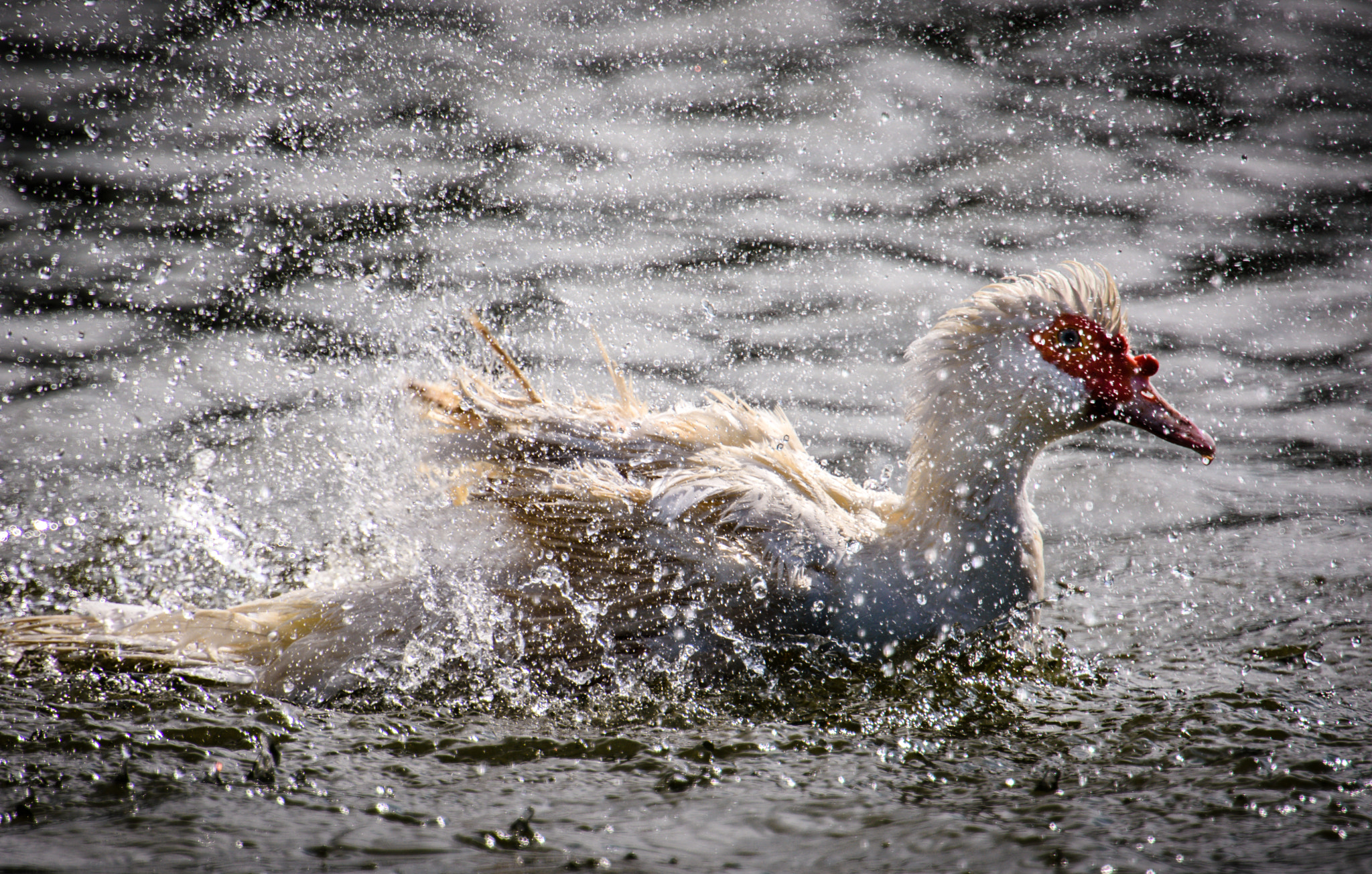 Nikon D7200 + Nikon AF-S Nikkor 600mm F4G ED VR sample photo. Dsc_6054.jpg photography