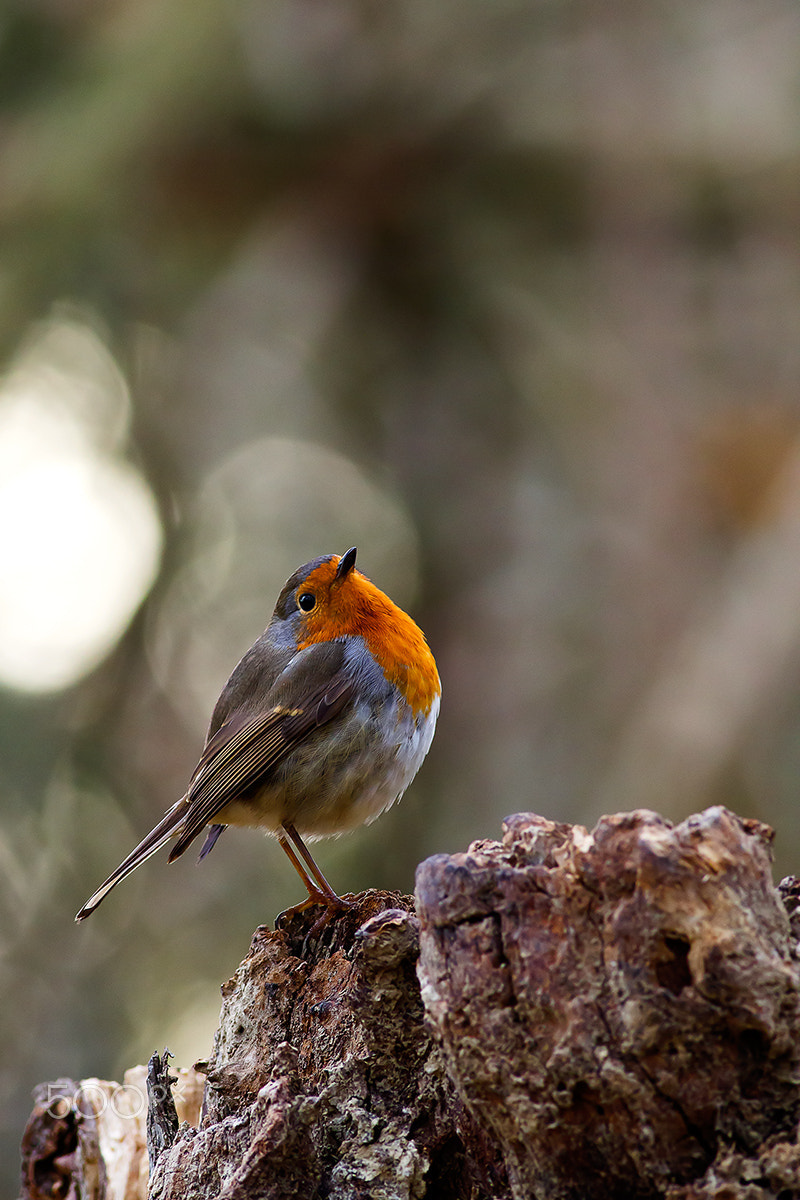 Canon EOS 60D + Canon EF 400mm F5.6L USM sample photo. The king of winter photography