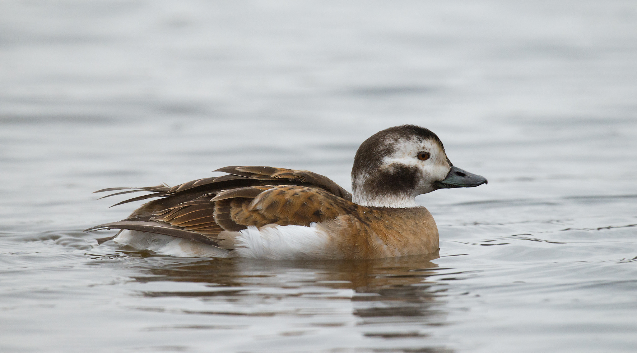 Nikon D4 + Sigma 24-60mm F2.8 EX DG sample photo. Harelde kakawi, clangula hyemalis, long-tailed duck photography