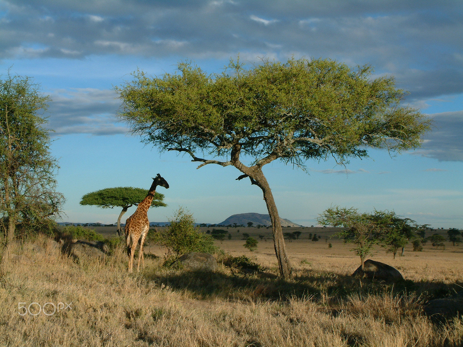 Fujifilm FinePix6900ZOOM sample photo. Giraffe in the serengeti photography