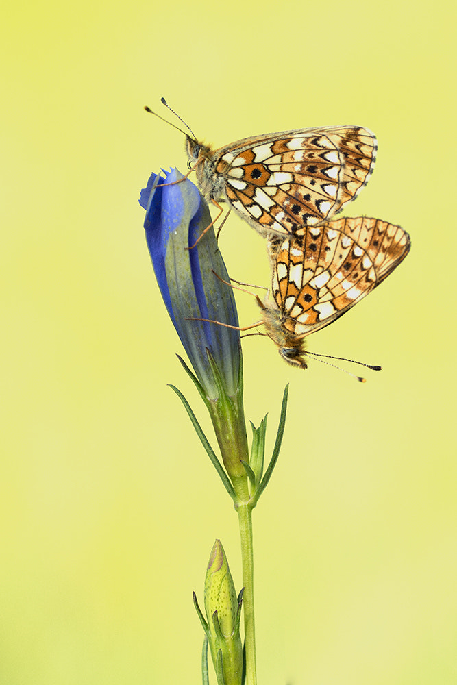 Sony ILCA-77M2 + Tamron SP AF 90mm F2.8 Di Macro sample photo. Love on top! photography