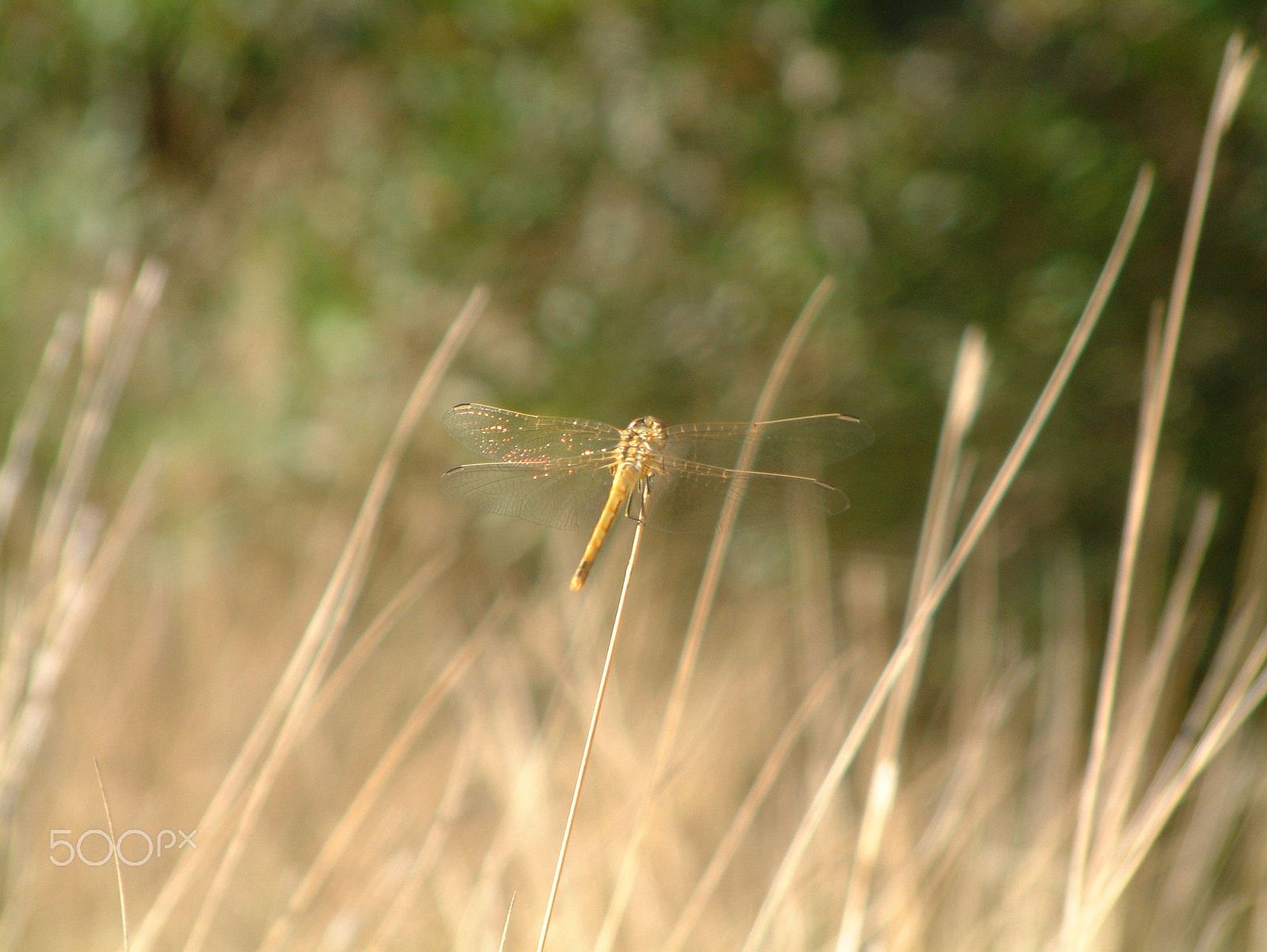 Fujifilm FinePix6900ZOOM sample photo. The dragon-fly in the mafra photography