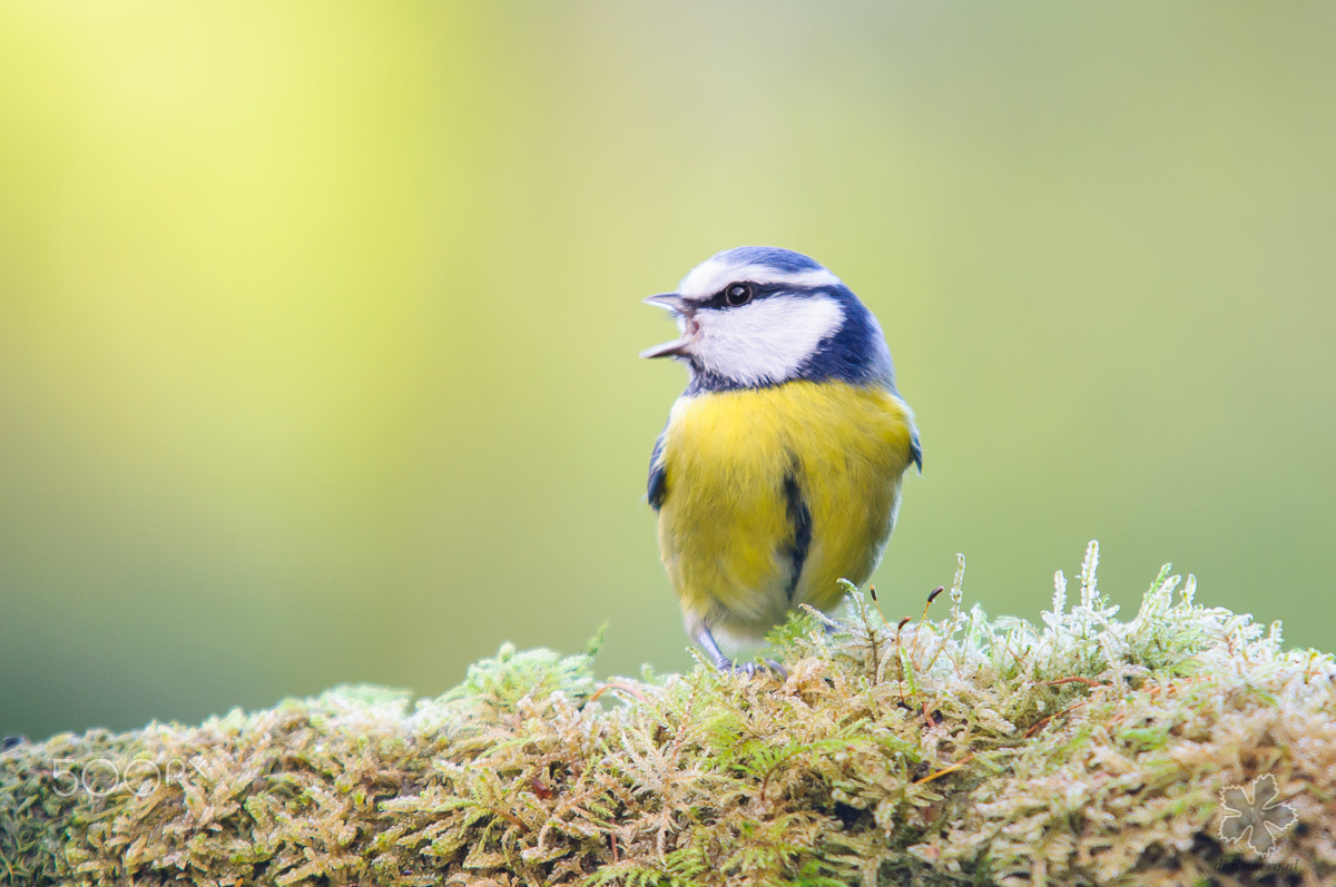 Nikon D90 + Sigma APO 100-300mm F4 EX IF HSM sample photo. Blue tit photography