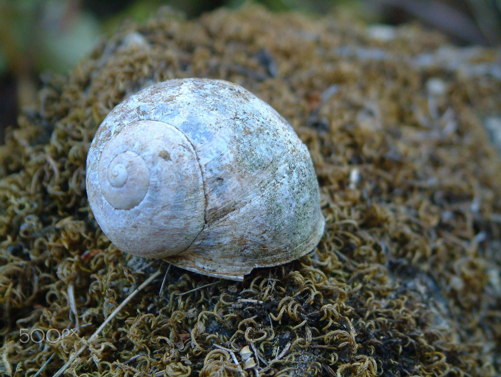 Fujifilm FinePix6900ZOOM sample photo. Snail shell in a trunk with moss photography